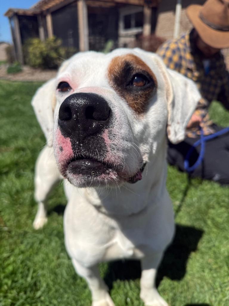 Enlarge Patch, a Adoptable mixed breed in Burnsville, NC image 1/5