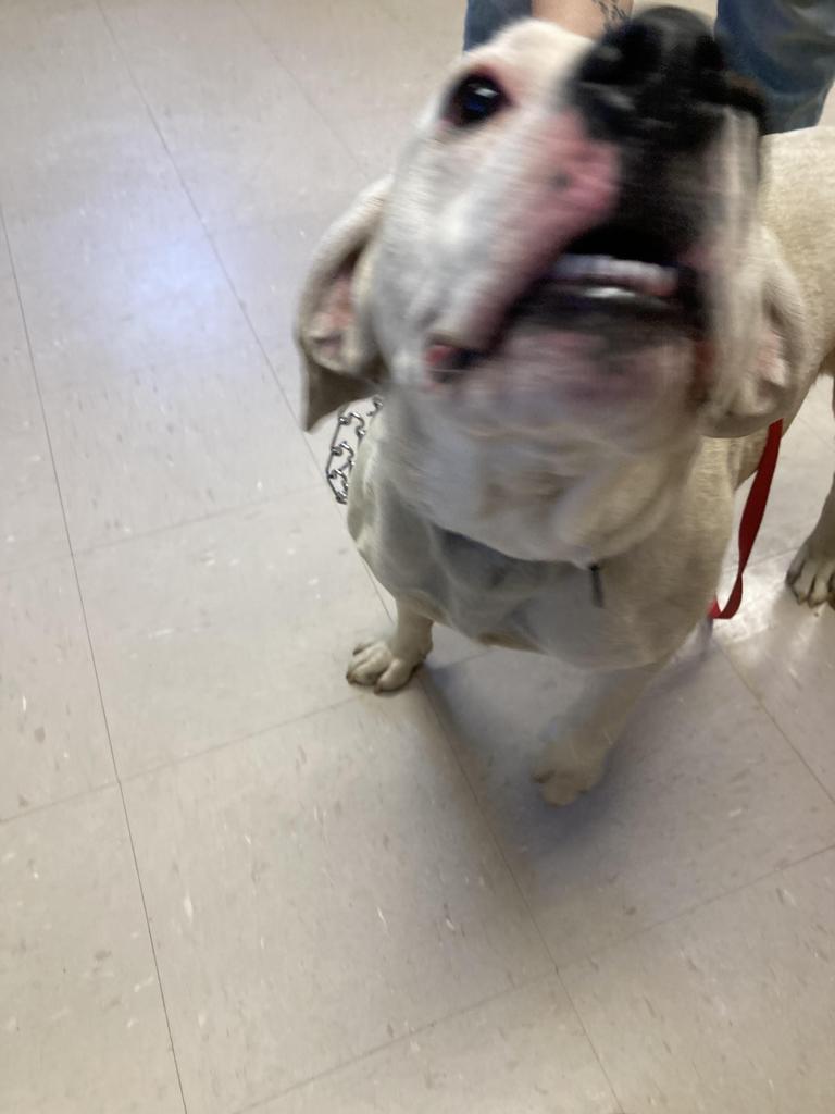 Enlarge Patch, a Adoptable mixed breed in Burnsville, NC image 2/3