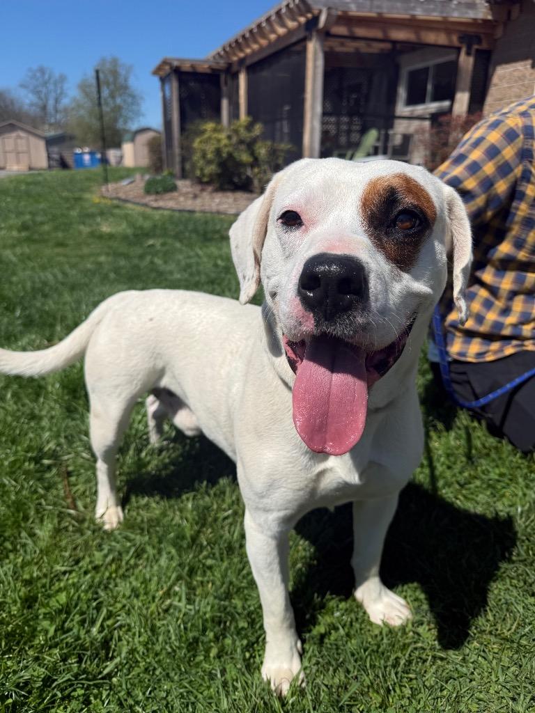 Enlarge Patch, a Adoptable mixed breed in Burnsville, NC image 2/5