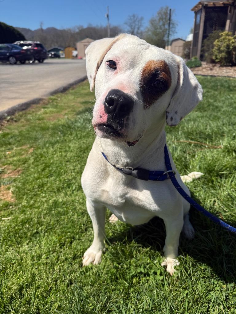 Enlarge Patch, a Adoptable mixed breed in Burnsville, NC image 3/5