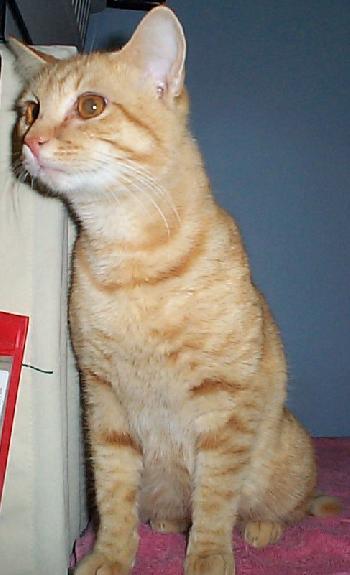 Morris, Adopted, Young Male Tabby & Domestic Short Hair.