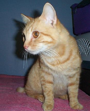 Enlarge Morris, a Adopted mixed breed in Fayetteville, GA image 2/2