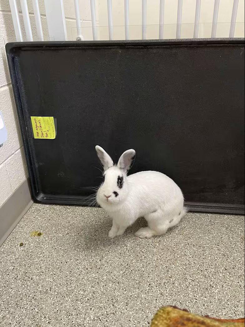 Enlarge Marilyn Bunroe, a Adoptable Dwarf in Whitehall, PA image 1/3