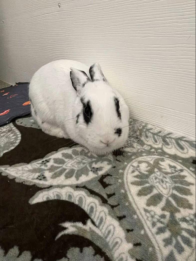 Enlarge Marilyn Bunroe, a Adoptable Dwarf in Whitehall, PA image 2/3