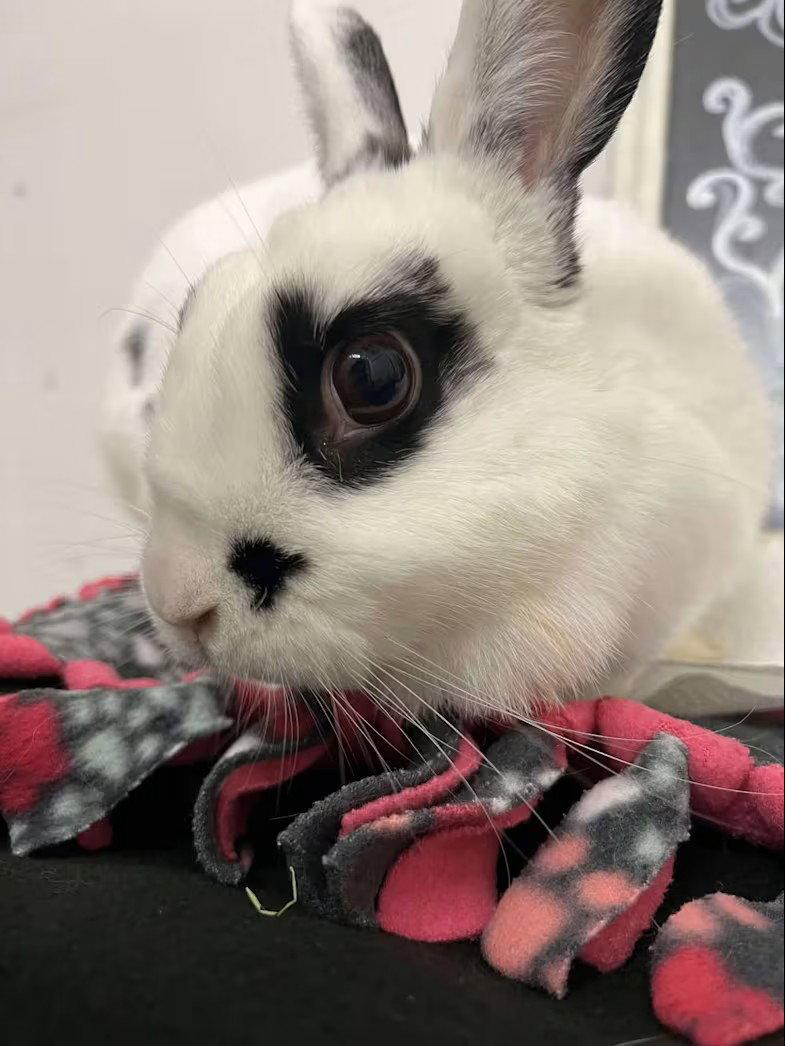 Enlarge Marilyn Bunroe, a Adoptable Dwarf in Whitehall, PA image 3/3