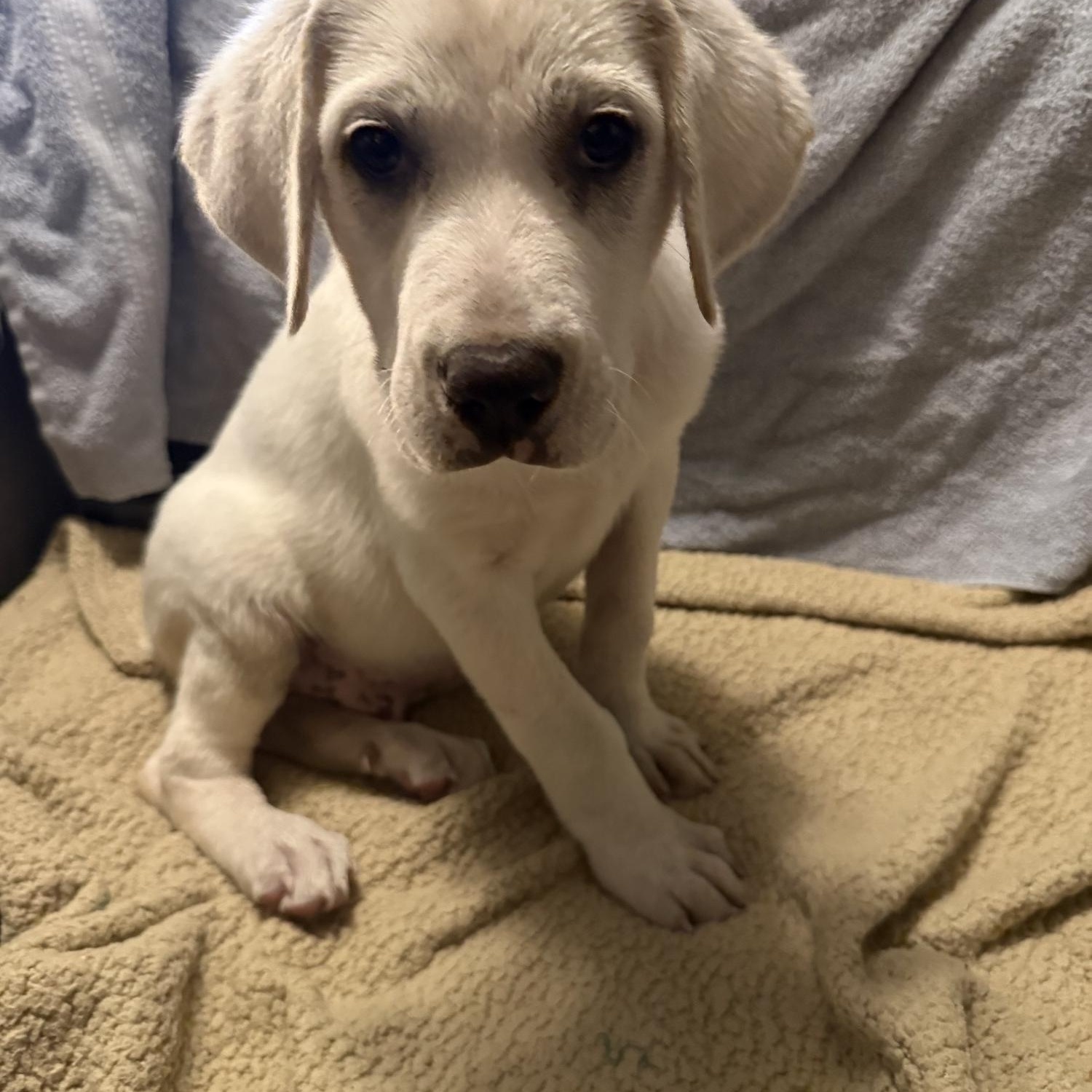 Great Pyrenees/Anatolian Shepherd puppies, Adoptable, Puppy Male Great Pyrenees & Anatolian Shepherd.