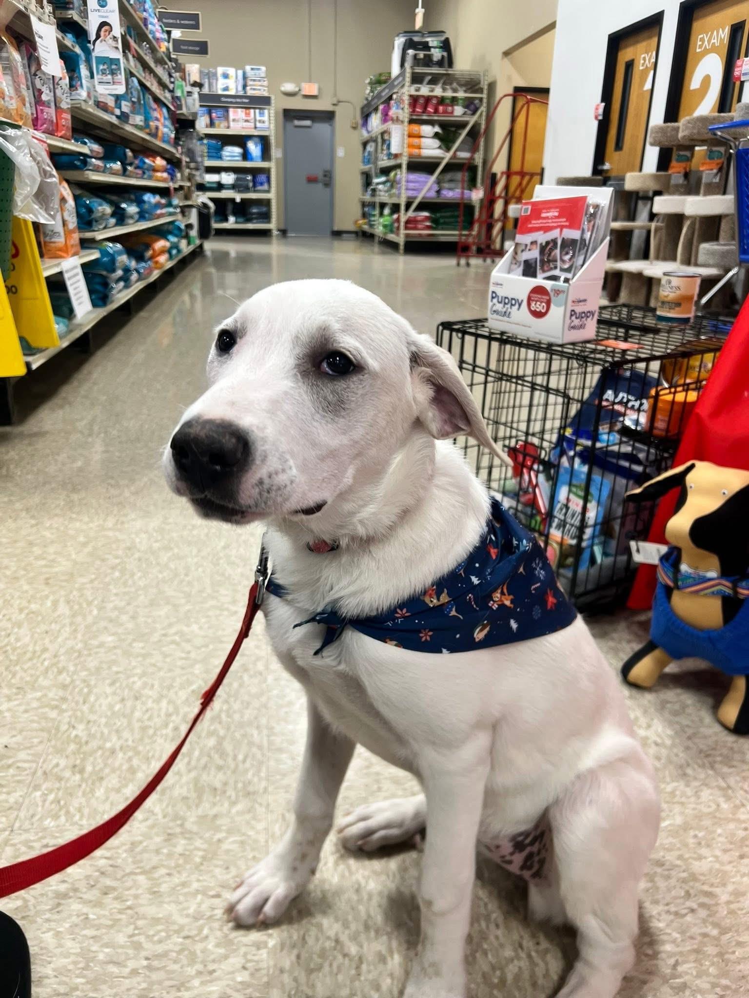 Enlarge Snowflake , an adopted mixed breed in Elkhorn, WI image 3/3