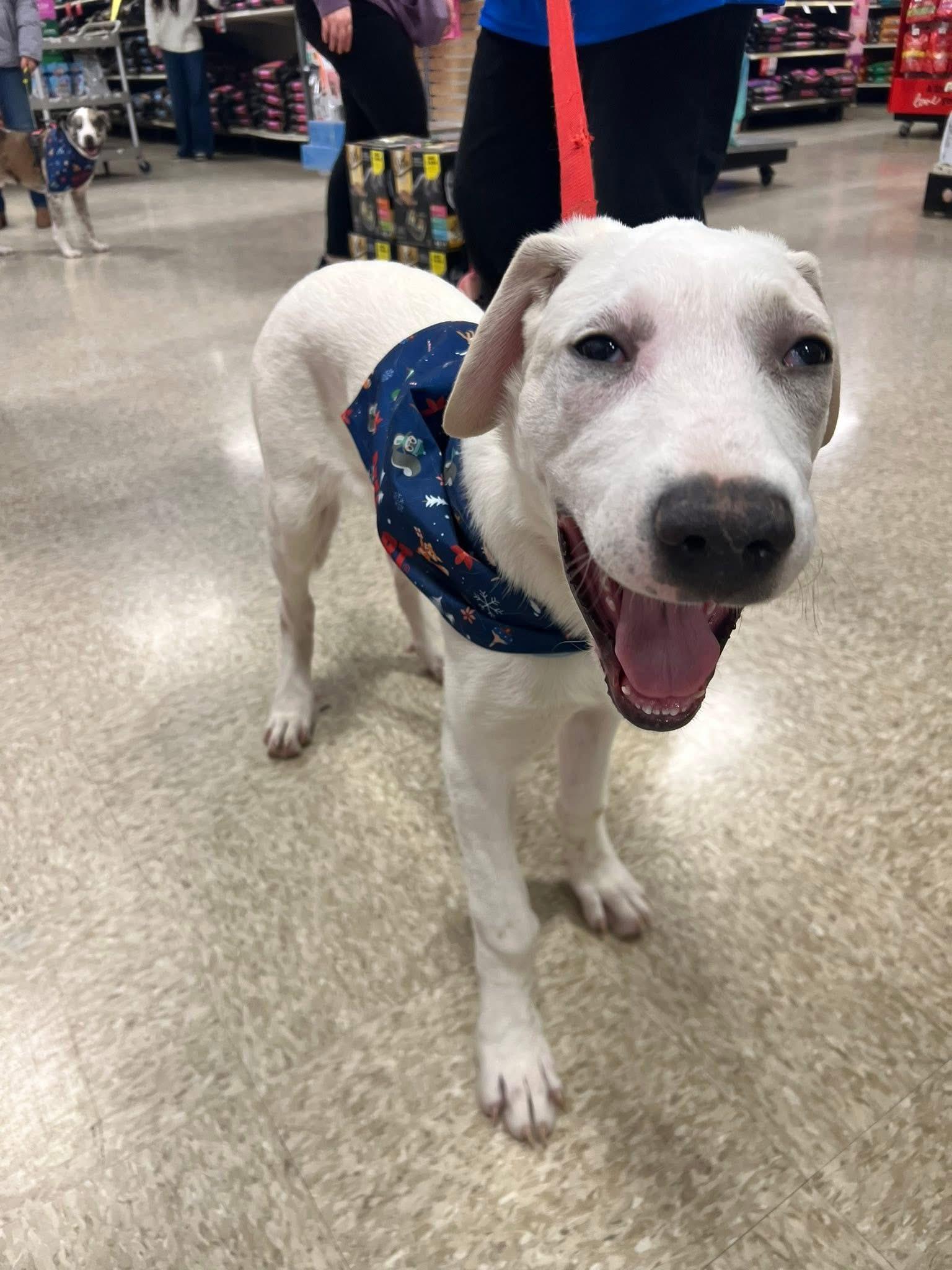 Enlarge Snowflake , an adopted mixed breed in Elkhorn, WI image 1/3