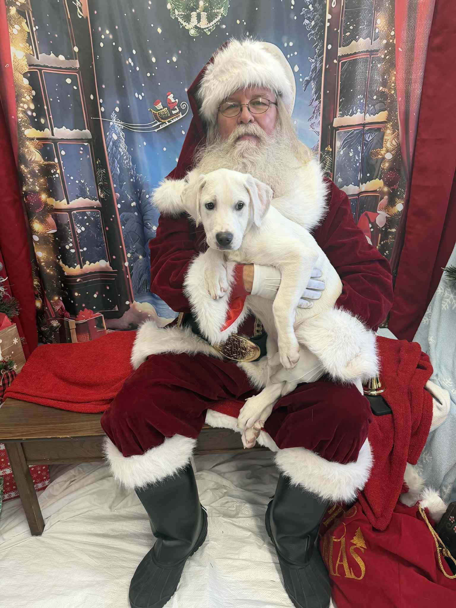 Great Pyrenees/Anatolian Shepherd puppies, Adoptable, Puppy Male Great Pyrenees & Anatolian Shepherd.
