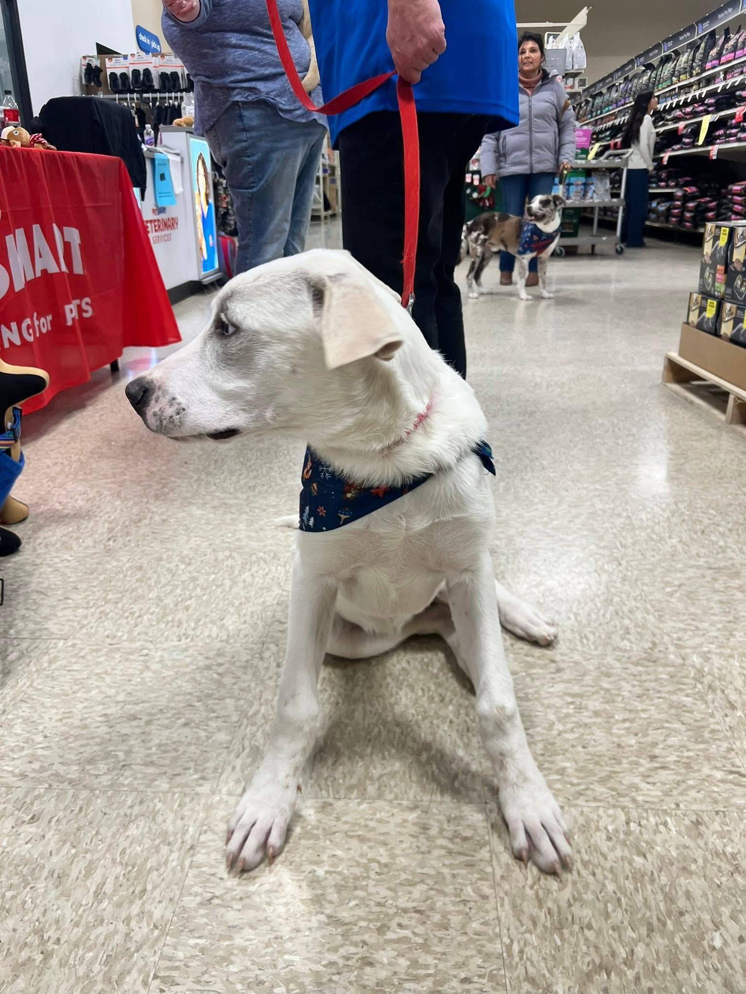 Enlarge Snowflake , an adopted mixed breed in Elkhorn, WI image 2/3