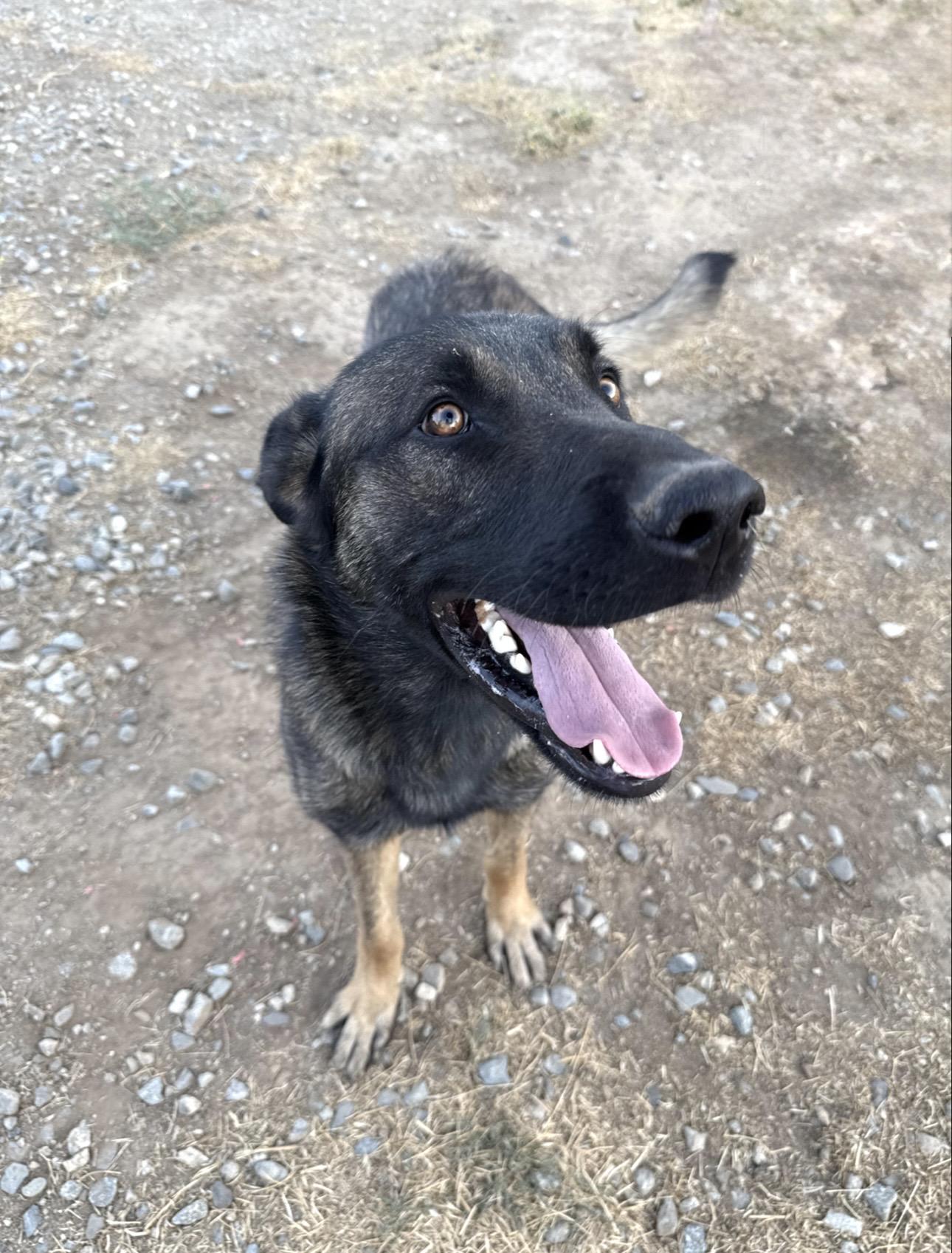 Enlarge RANGER, a Adoptable mixed breed in St Helena , SC image 3/5