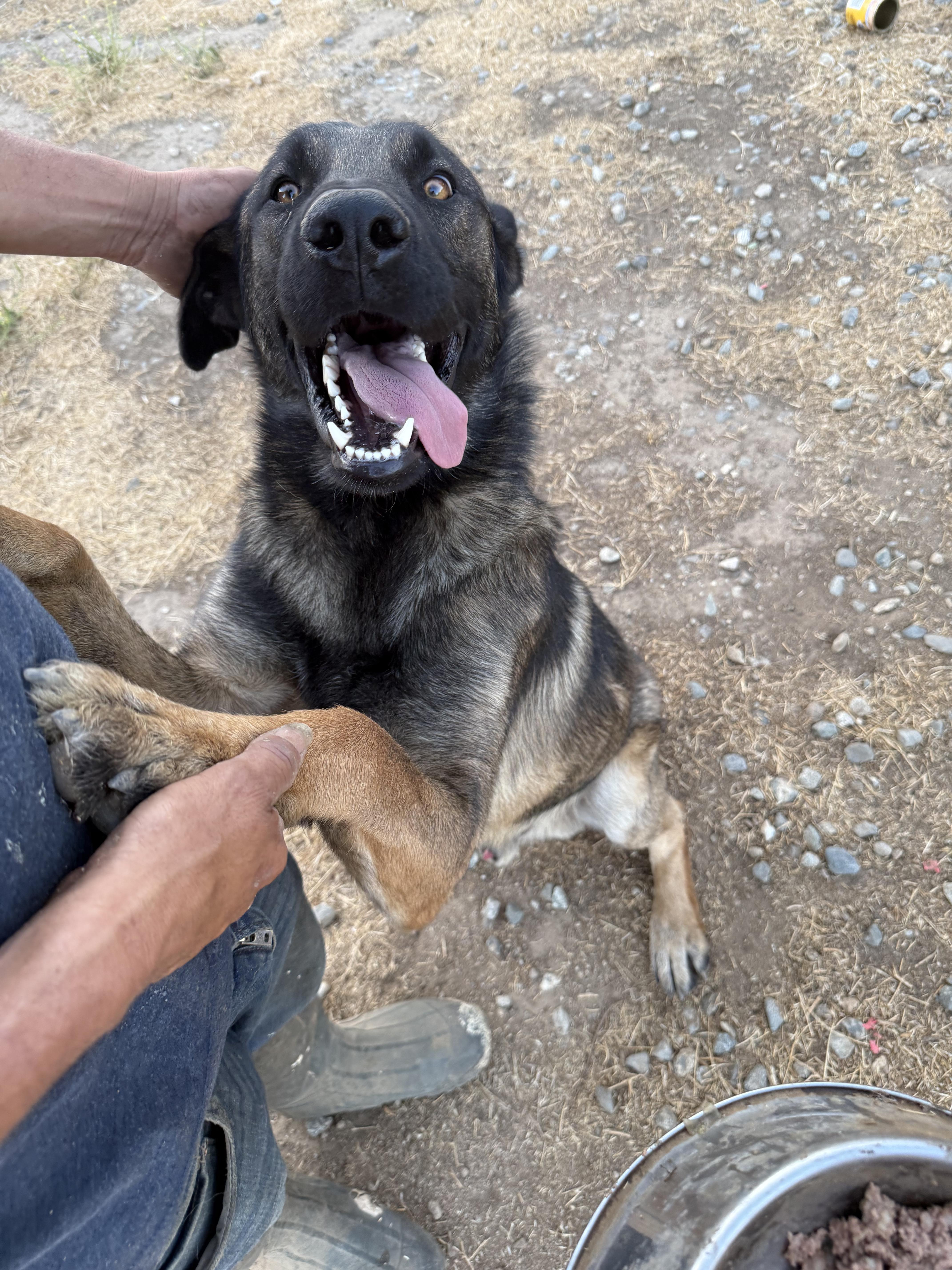 Enlarge RANGER, a Adoptable Belgian Shepherd / Malinois in St Helena , SC image 3/6