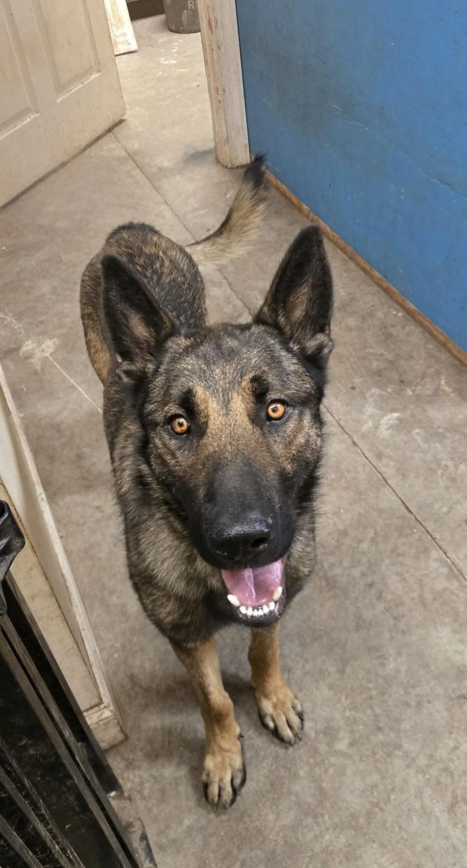 Enlarge RANGER, a Adoptable mixed breed in St Helena , SC image 1/5