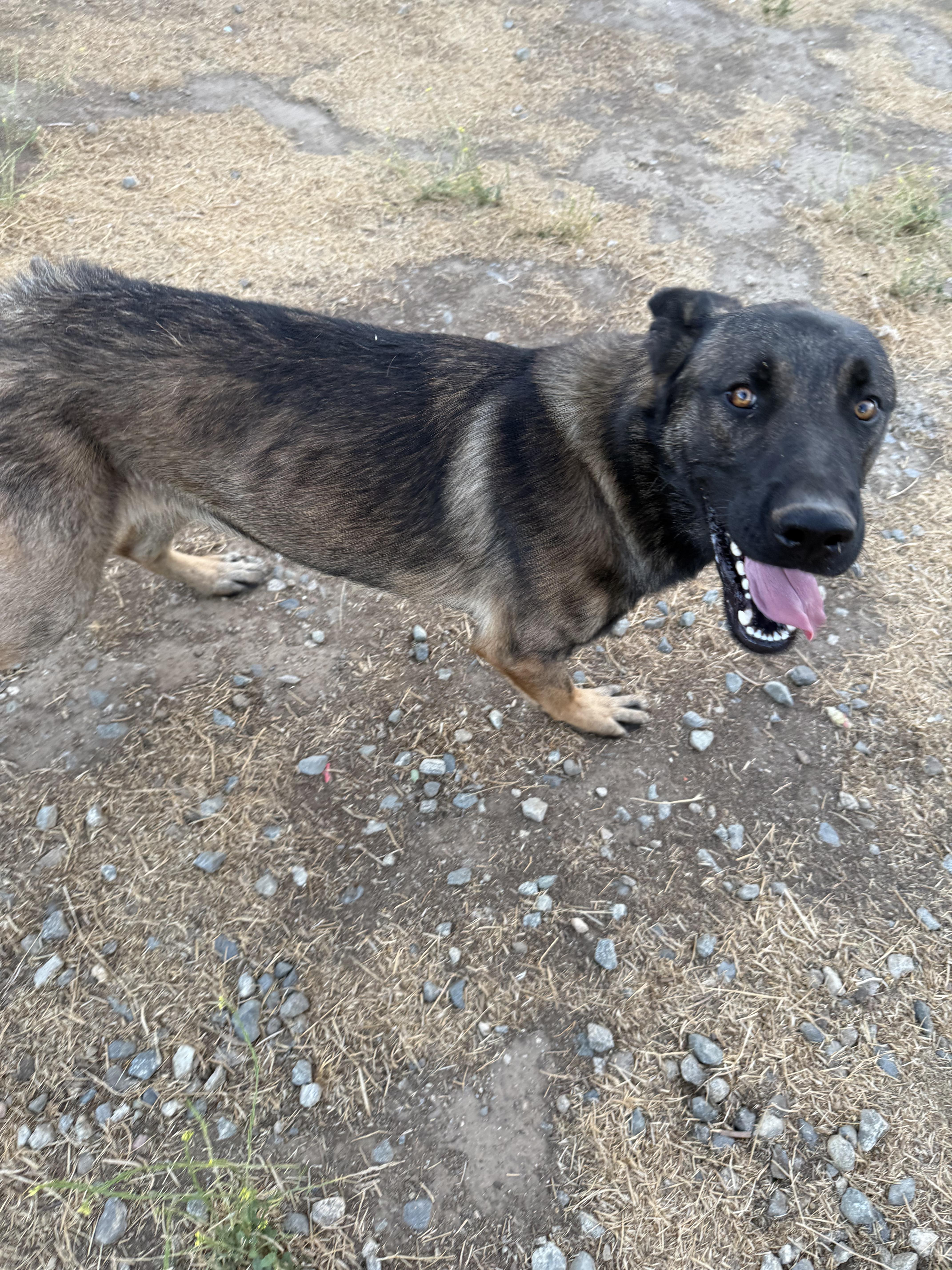 Enlarge RANGER, a Adoptable Belgian Shepherd / Malinois in St Helena , SC image 2/6