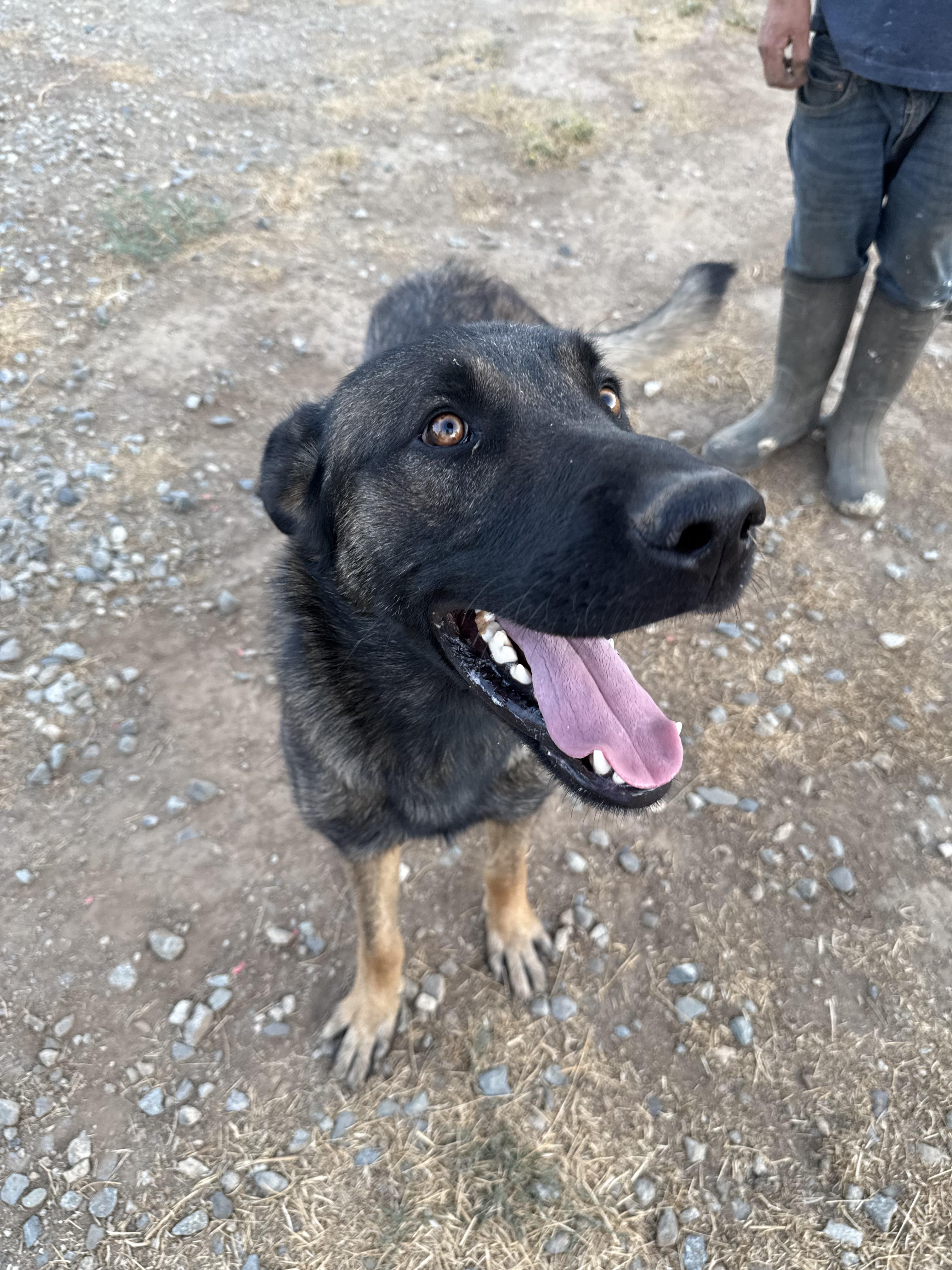 RANGER, Adoptable, Young Male Belgian Shepherd / Malinois.