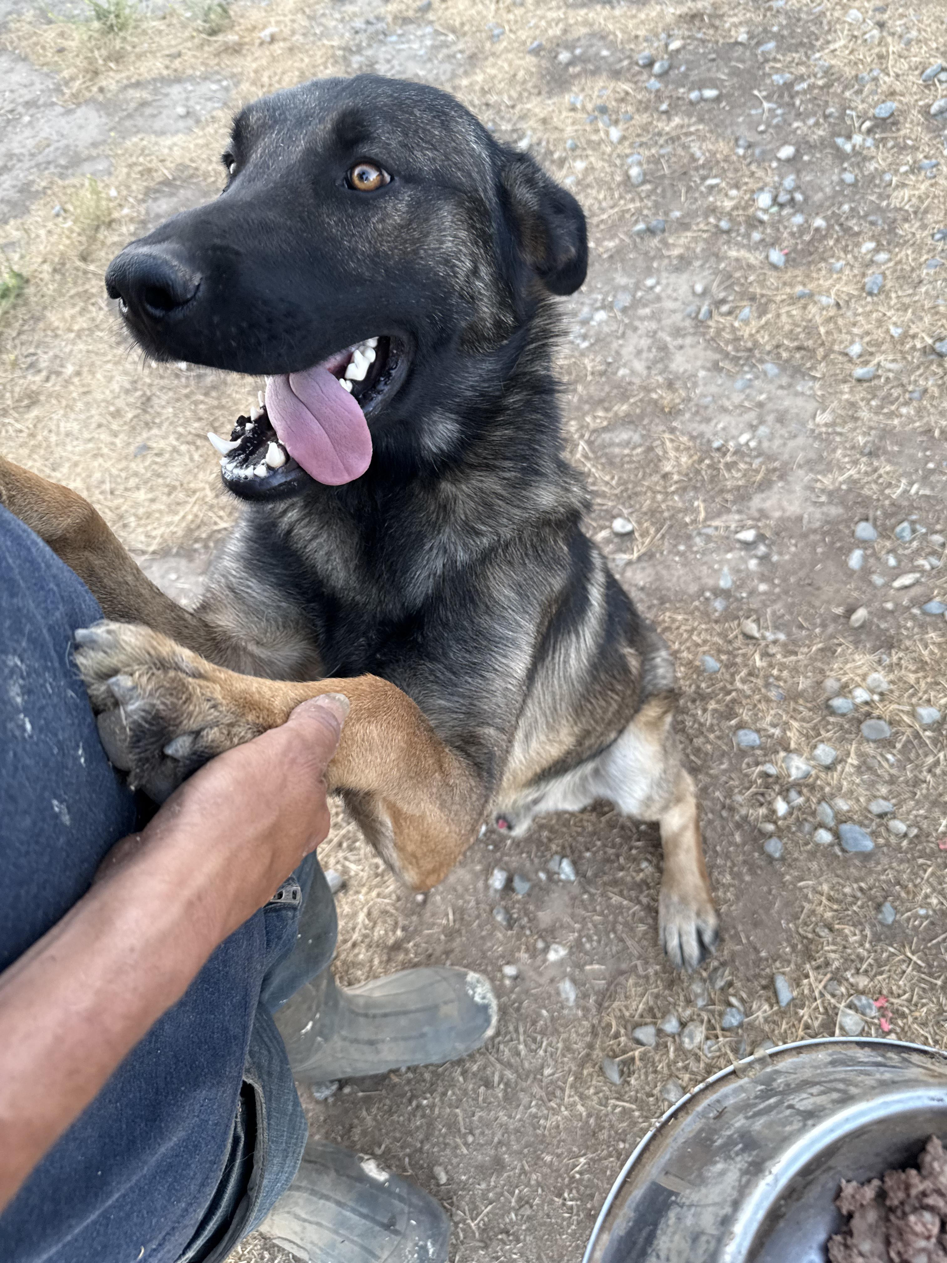 Enlarge RANGER, a Adoptable Belgian Shepherd / Malinois in St Helena , SC image 4/6