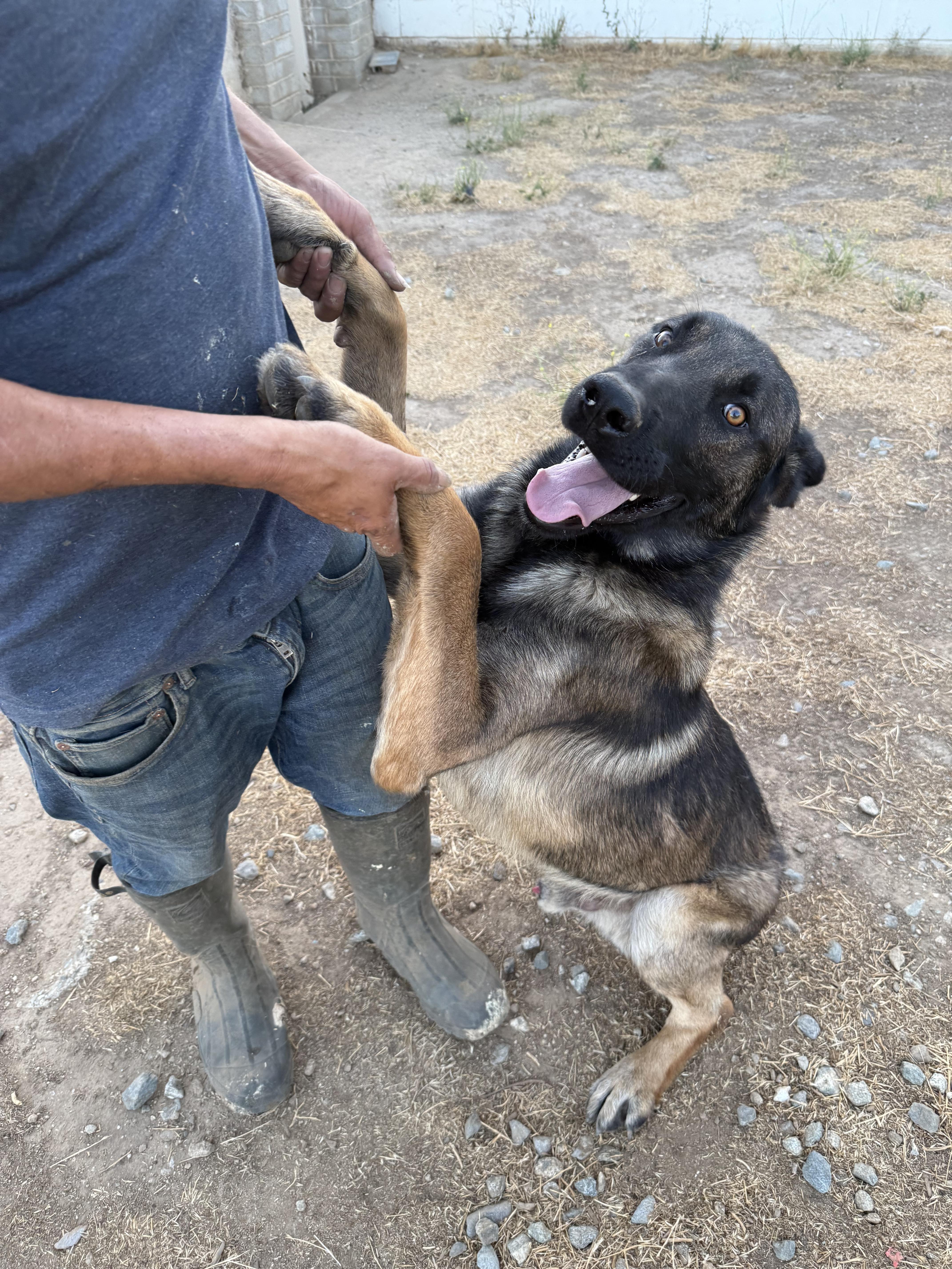 Enlarge RANGER, a Adoptable Belgian Shepherd / Malinois in St Helena , SC image 5/6