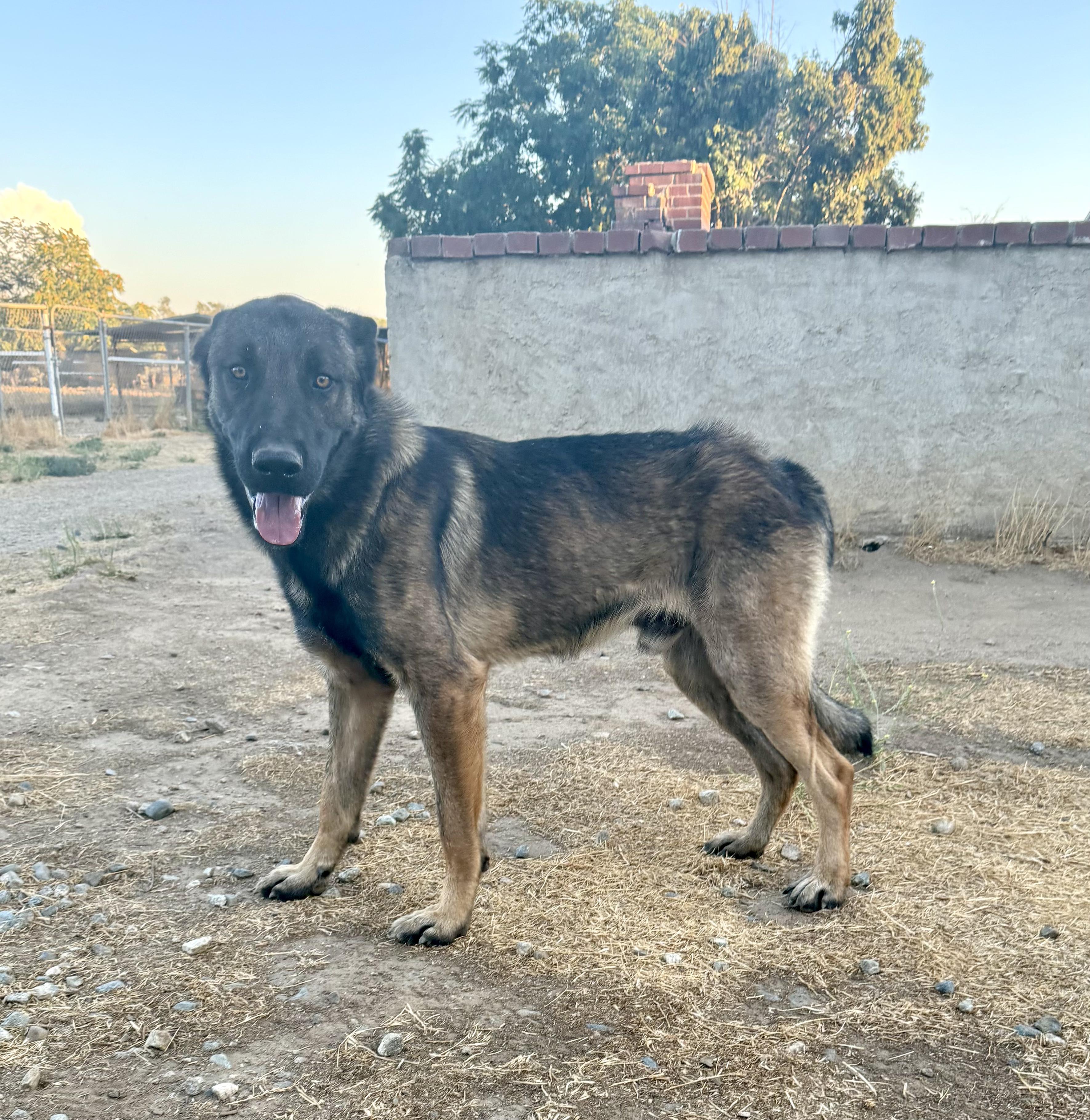 Enlarge RANGER, a Adoptable Belgian Shepherd / Malinois in St Helena , SC image 6/6