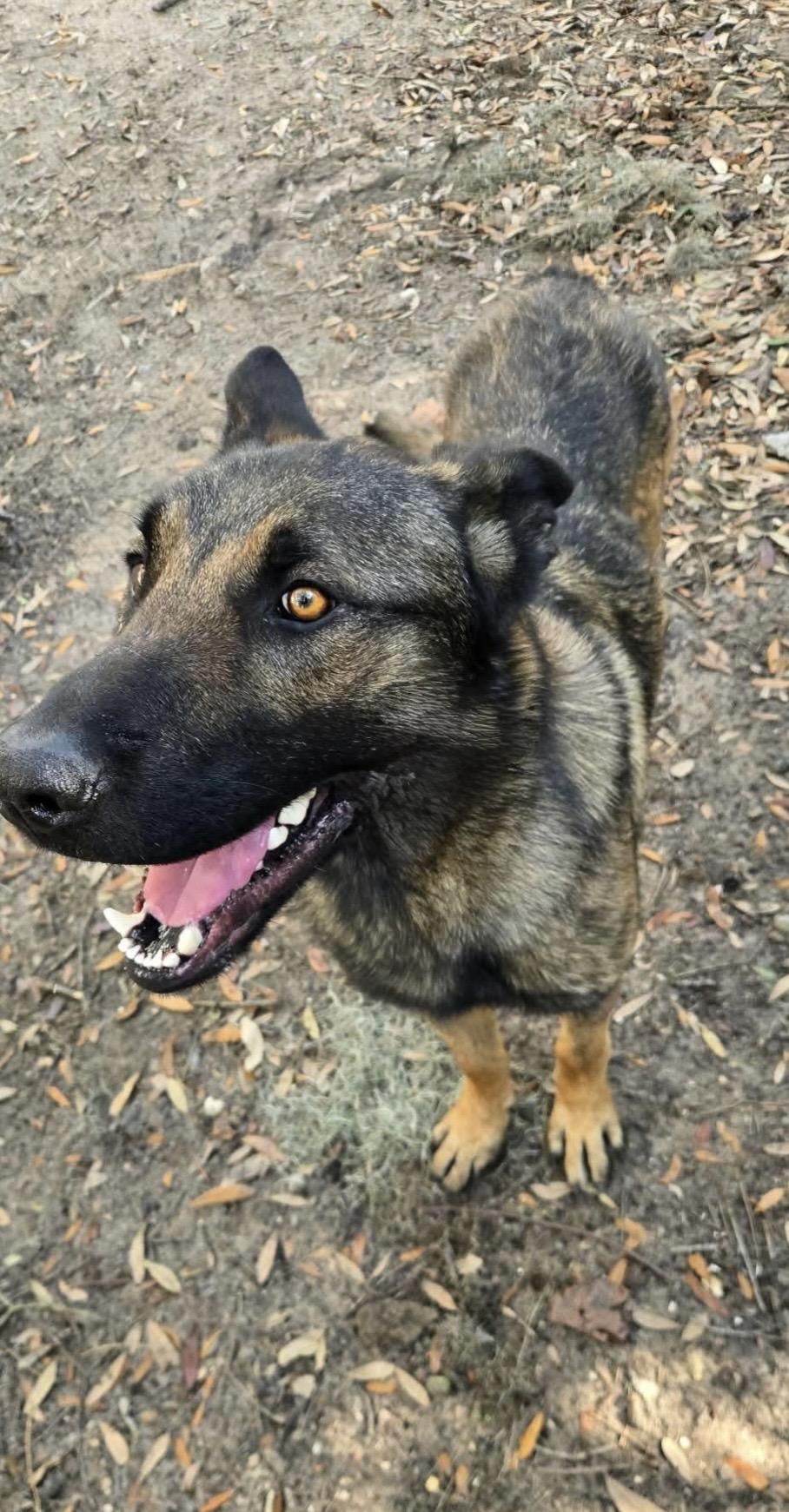 Enlarge RANGER, a Adoptable mixed breed in St Helena , SC image 2/5