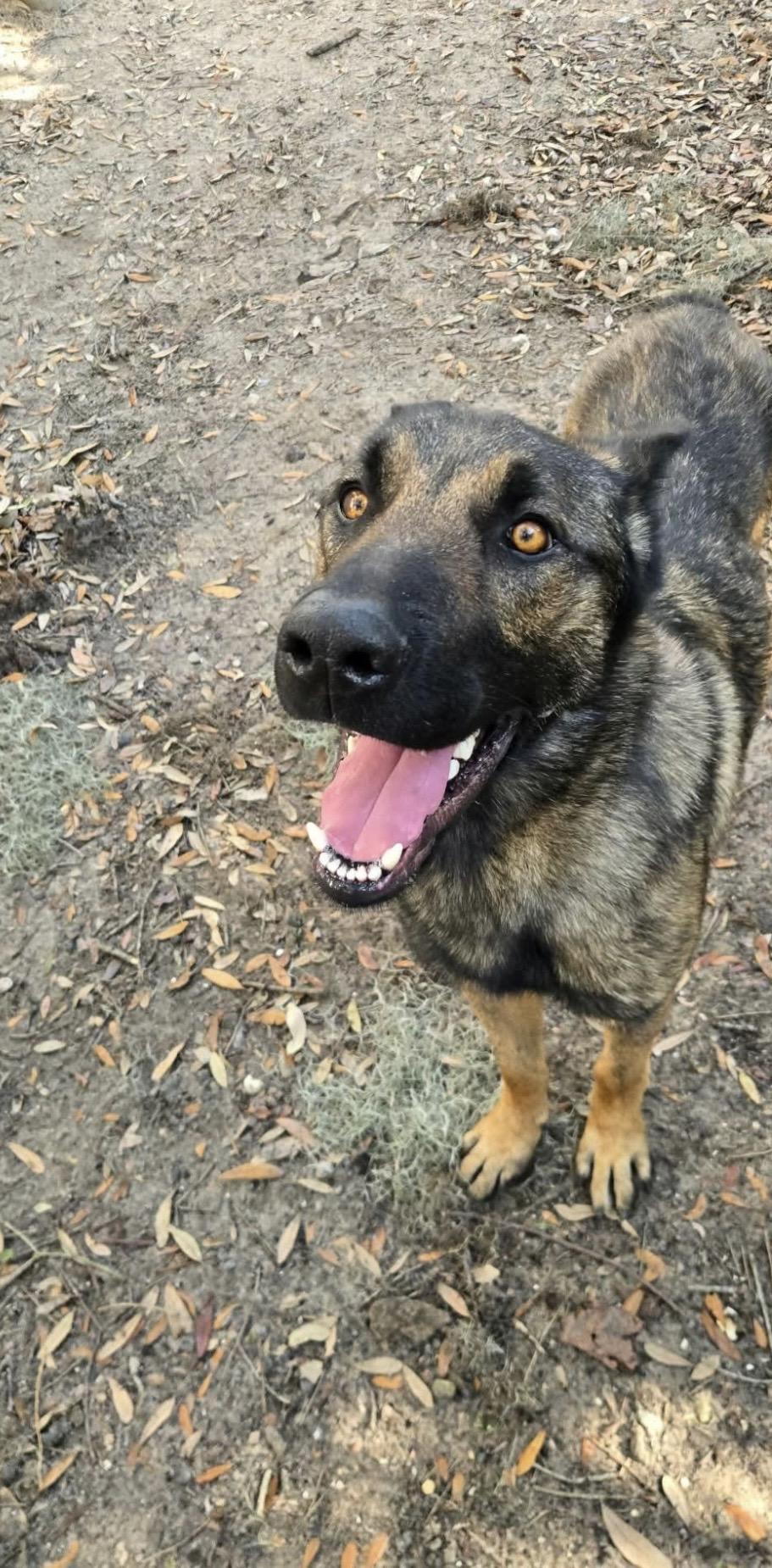 Enlarge RANGER, a Adoptable mixed breed in St Helena , SC image 4/5