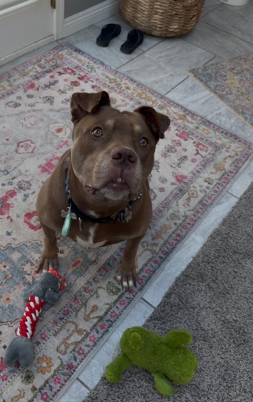 Mr. Wags, a Adoptable Pit Bull Terrier in San Diego, CA image 4/6