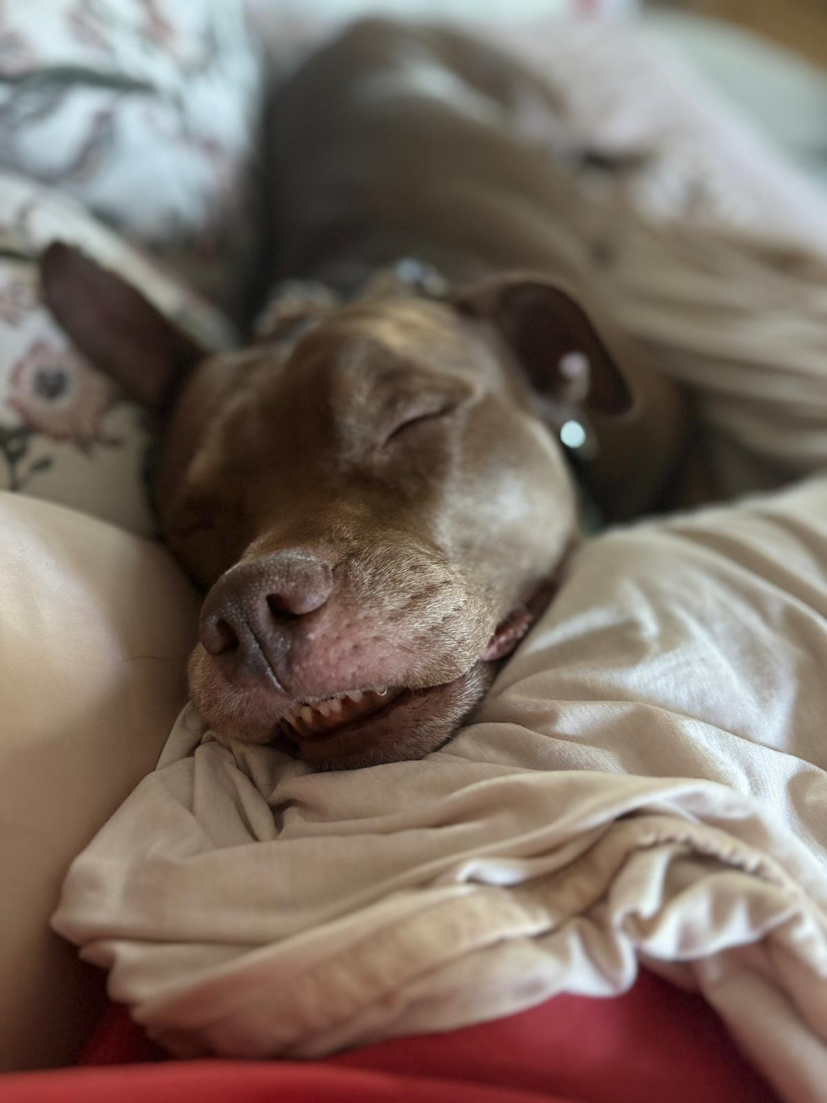 Mr. Wags, a Adoptable Pit Bull Terrier in San Diego, CA image 5/6