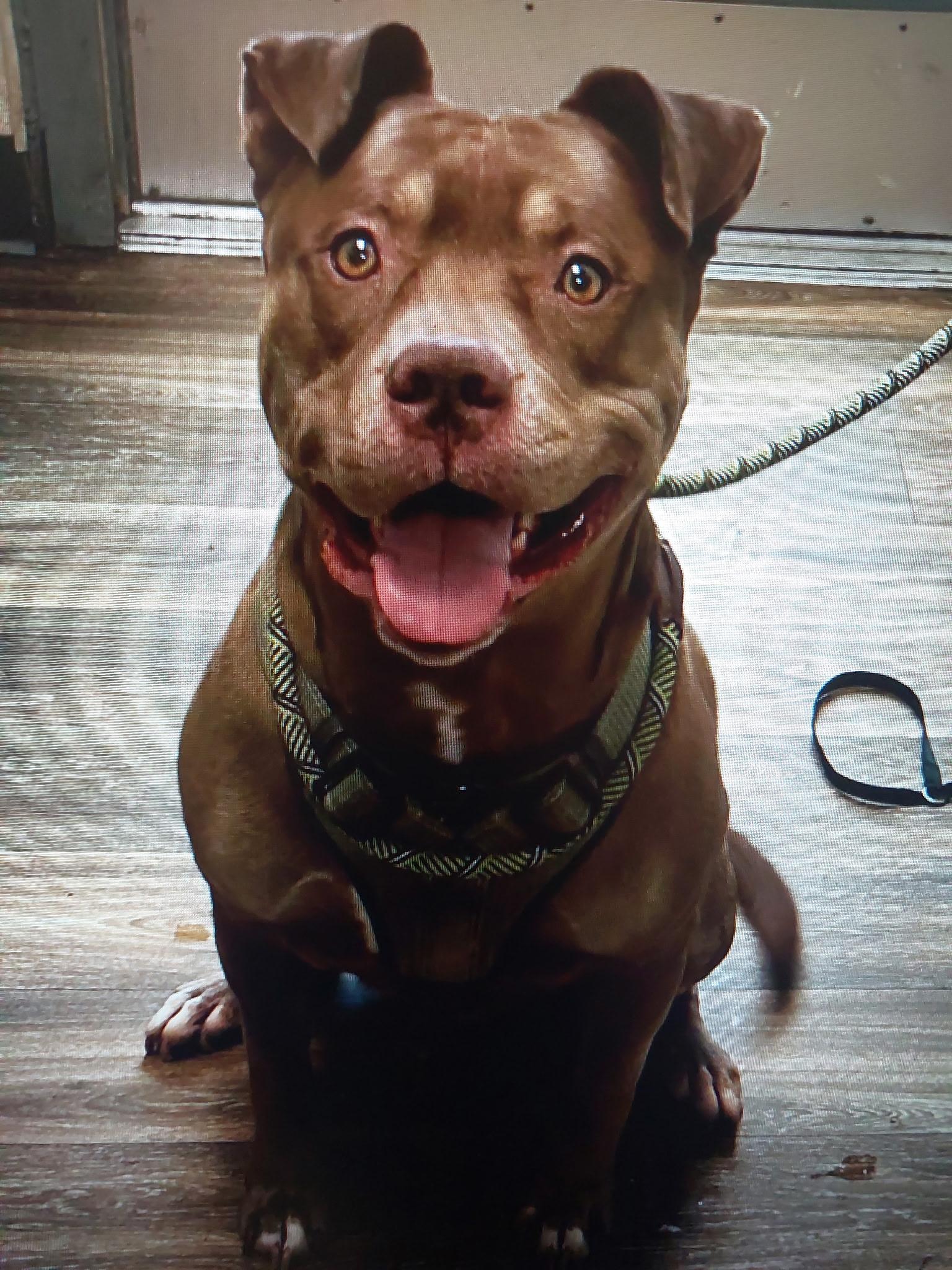 Mr. Wags, Adoptable, Adult Male Pit Bull Terrier.