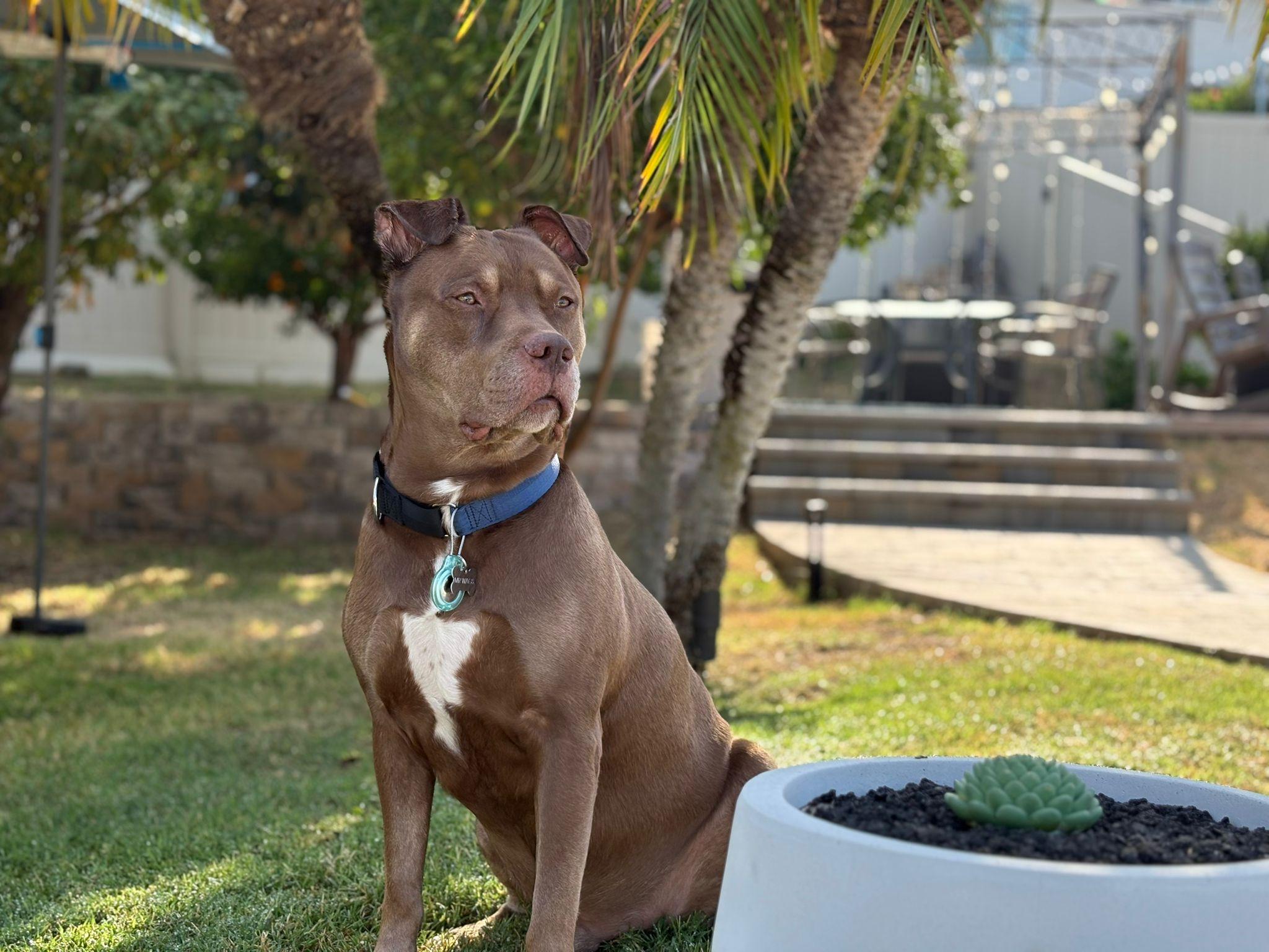 Mr. Wags, Adoptable, Adult Male Pit Bull Terrier.