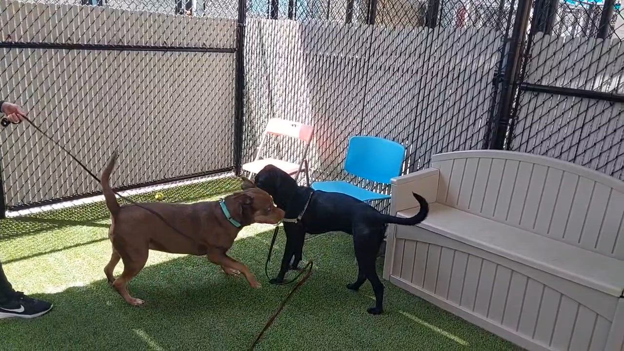 Enlarge Mr. Wags, a Adoptable Pit Bull Terrier in San Diego, CA video 3/6