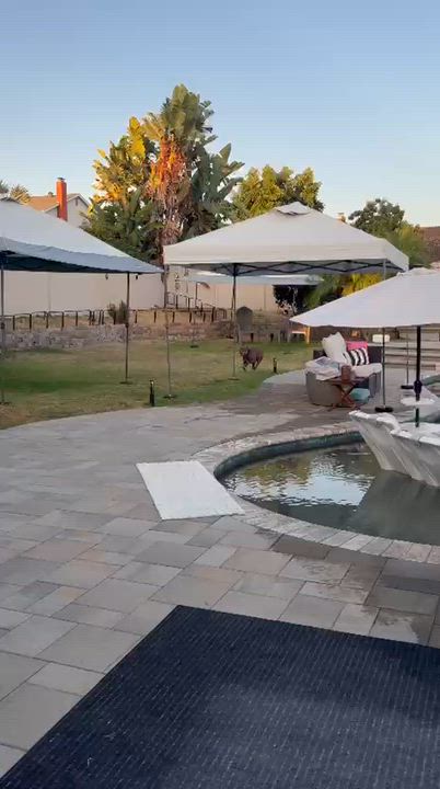 Enlarge Mr. Wags, a Adoptable Pit Bull Terrier in San Diego, CA video 6/6