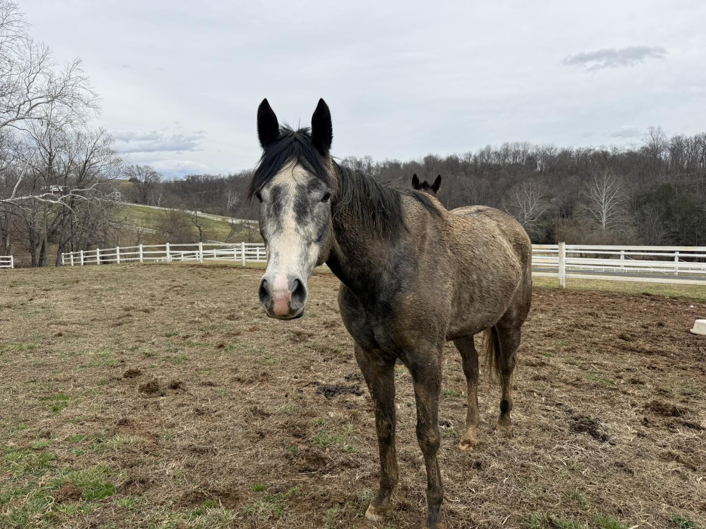 Enlarge Trip Sevens (Ace), a ADOPTABLE Thoroughbred in KNOXVILLE, MD image 1/4