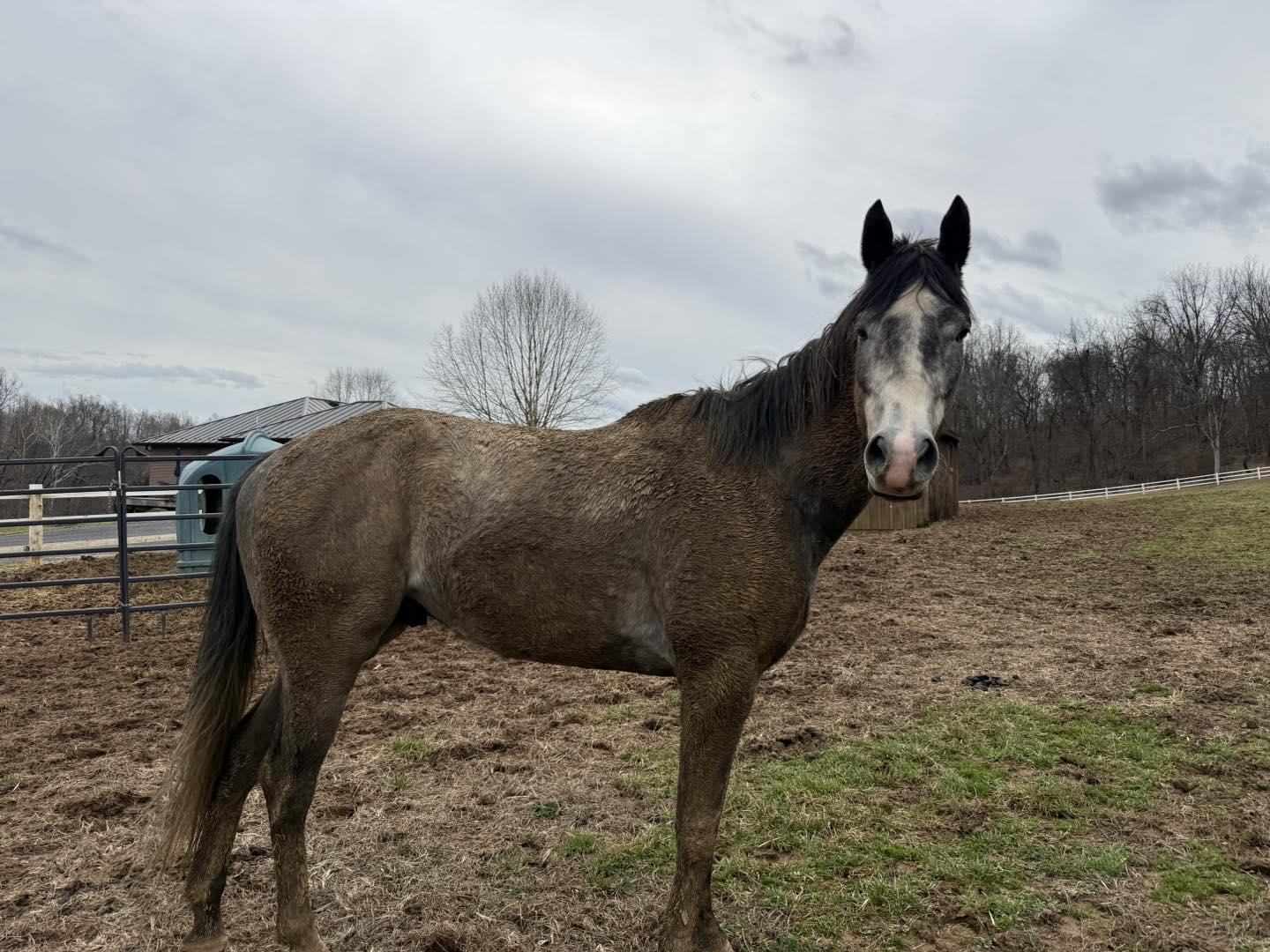 Enlarge Trip Sevens (Ace), a ADOPTABLE Thoroughbred in KNOXVILLE, MD image 2/4
