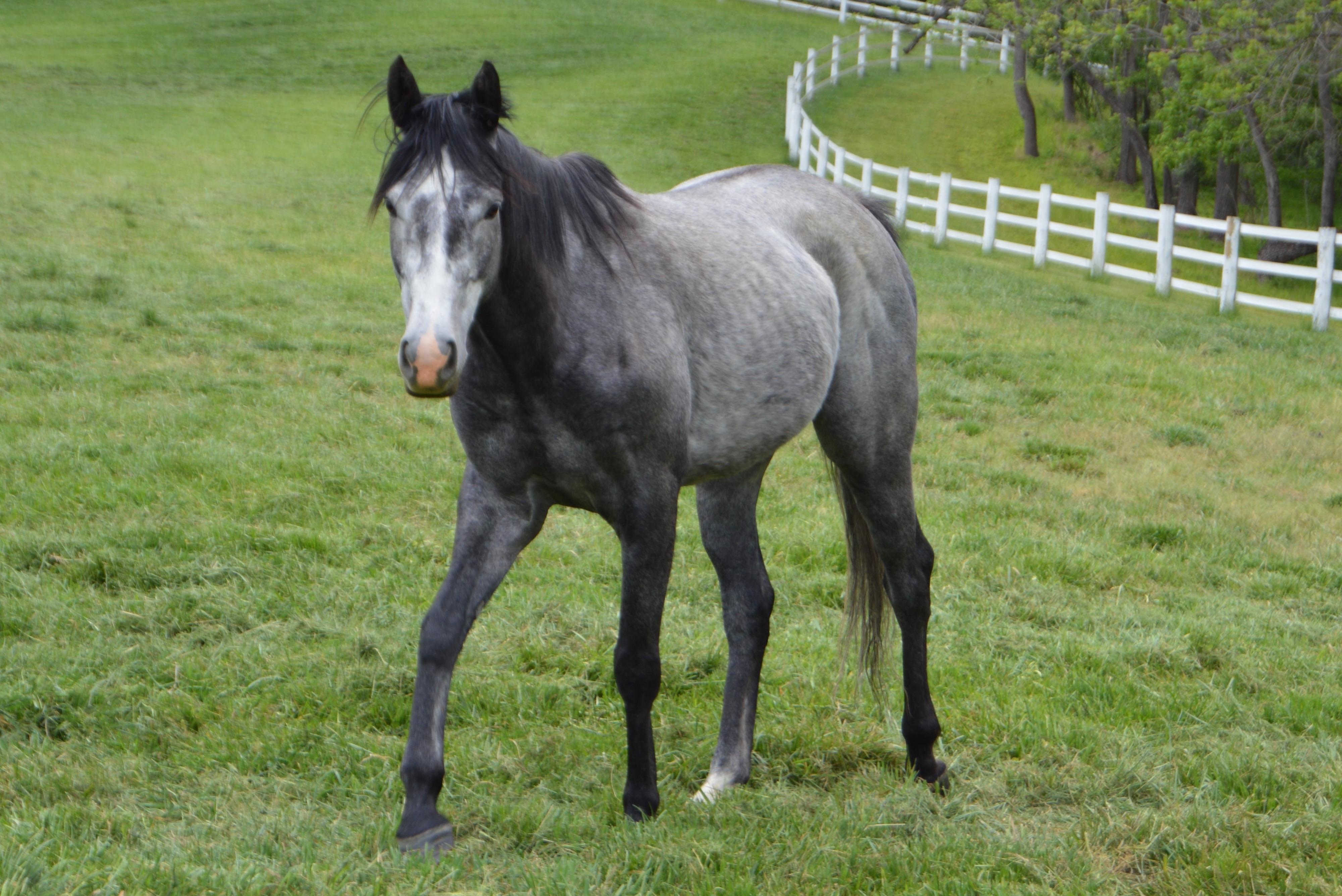 Enlarge Trip Sevens (Ace), a ADOPTABLE Thoroughbred in KNOXVILLE, MD image 1/5
