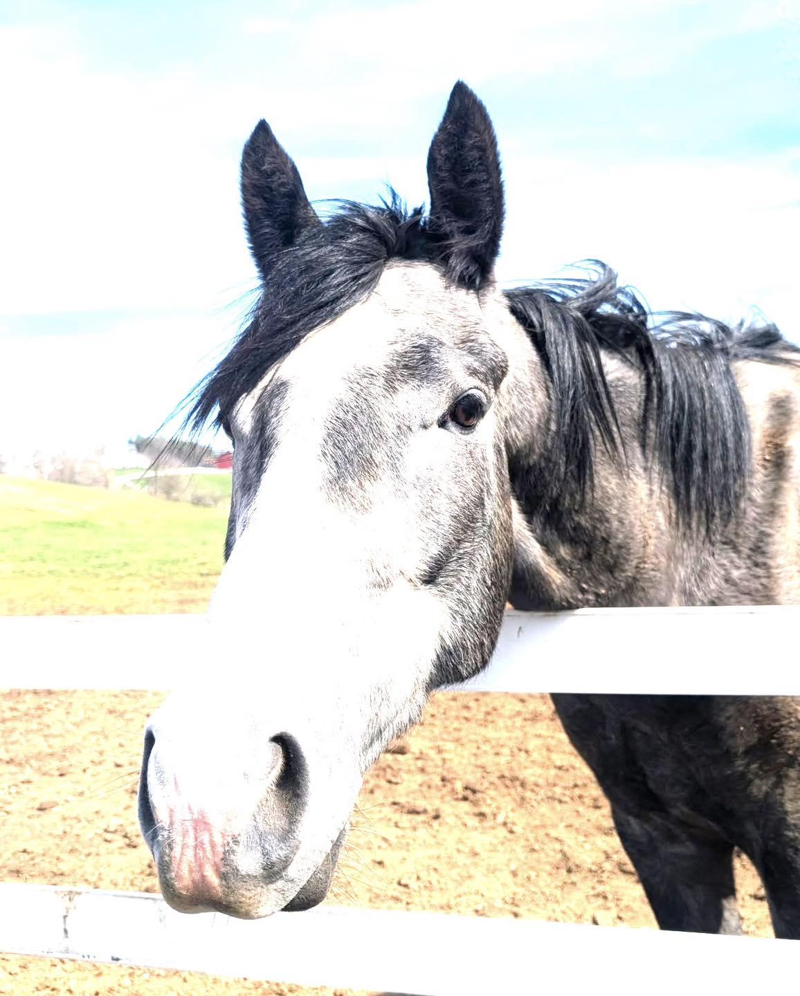 Enlarge Trip Sevens (Ace), a ADOPTABLE Thoroughbred in KNOXVILLE, MD image 4/4