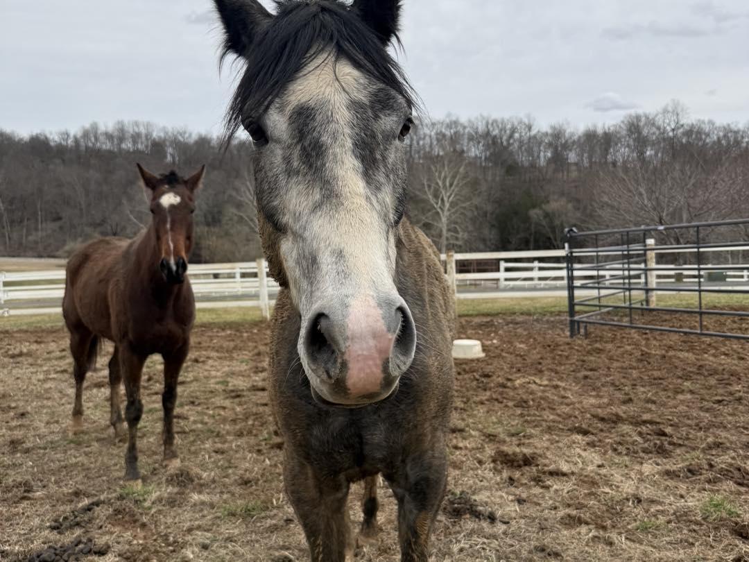 Enlarge Trip Sevens (Ace), a ADOPTABLE Thoroughbred in KNOXVILLE, MD image 3/4