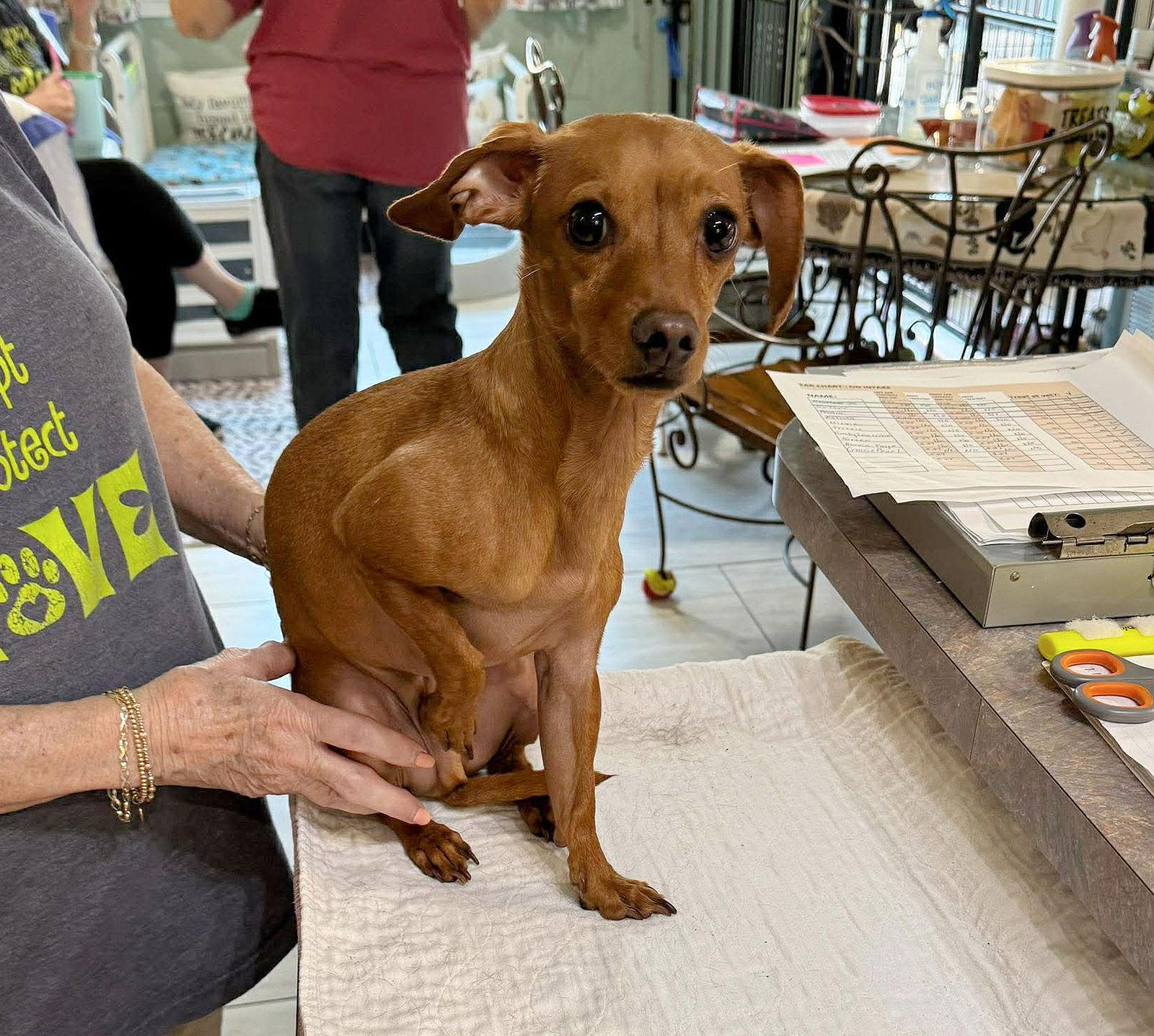 Copper (NOT YET AVAILABLE), Adoptable, Adult Male Dachshund & Chihuahua.
