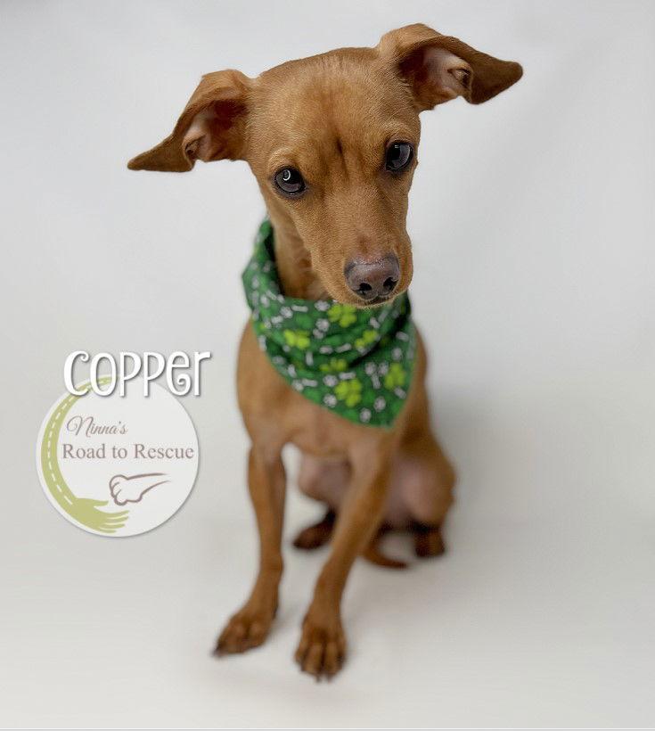 Copper, Adoptable, Adult Male Dachshund & Chihuahua.