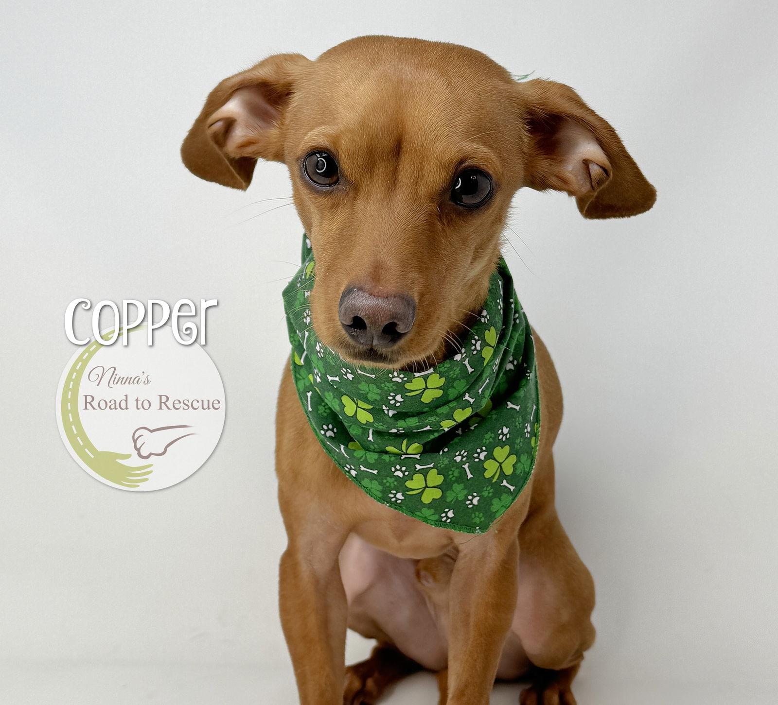 Enlarge Copper, a Adoptable mixed breed in Benton, LA image 2/2