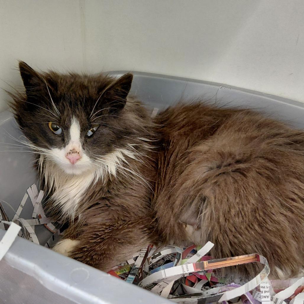 Clover, Adoptable, Young Female Domestic Medium Hair.