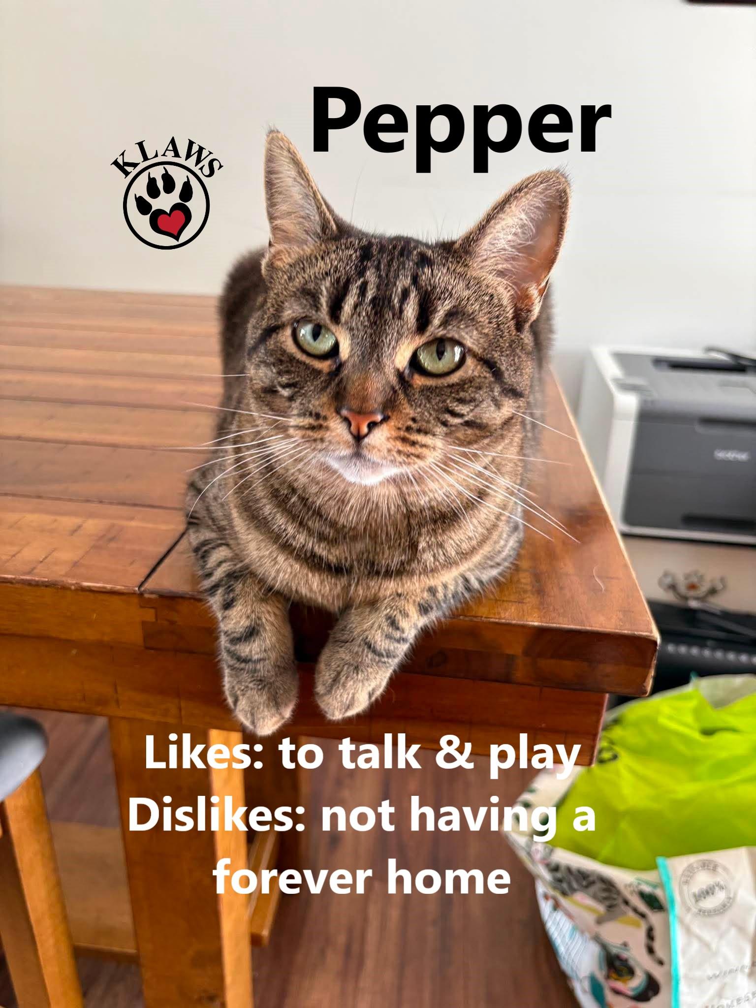 Pepper, Adoptable, Young Female Domestic Short Hair.