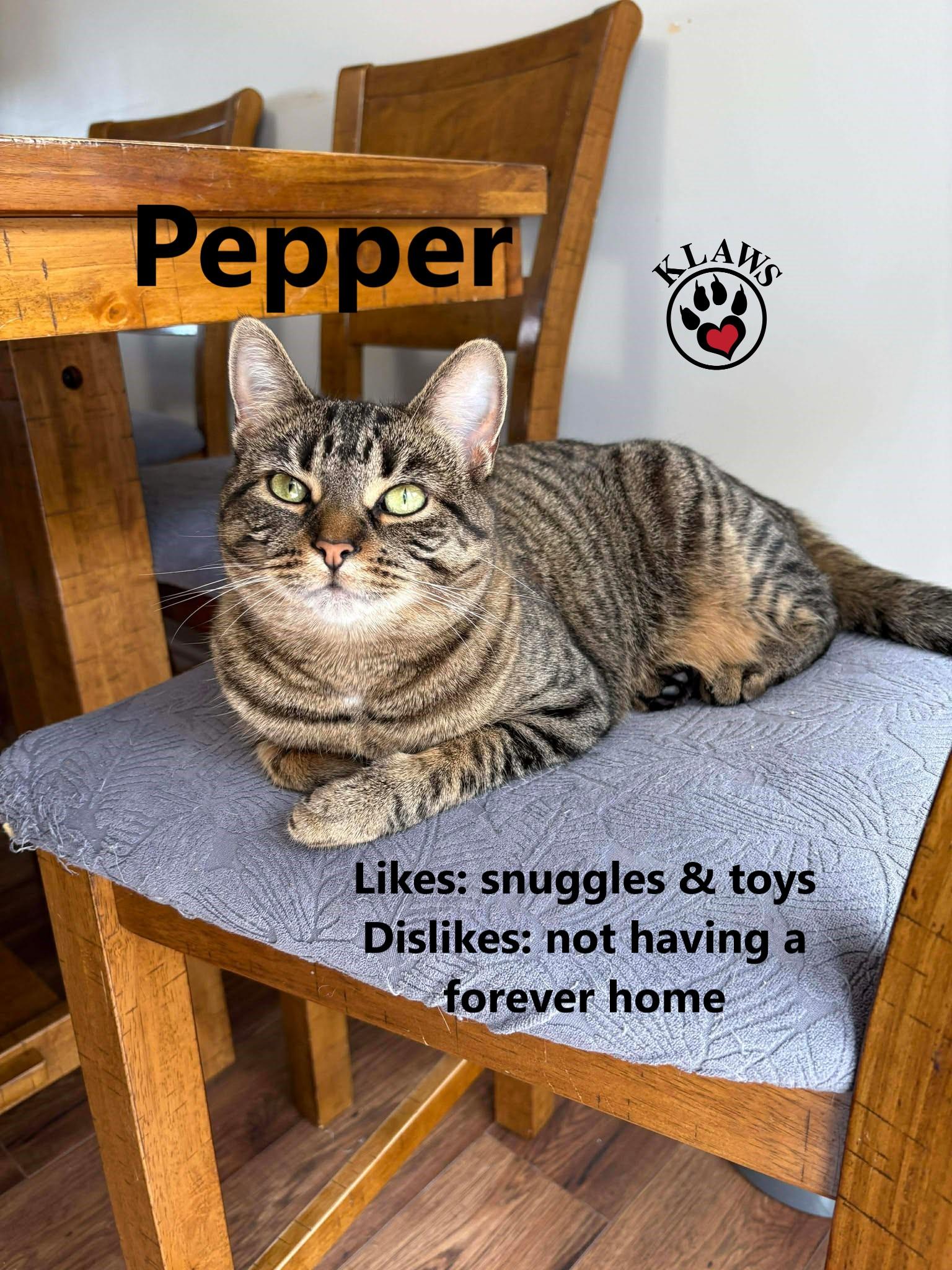Enlarge Pepper, a Adoptable Domestic Short Hair in Lindsay, ON image 1/6