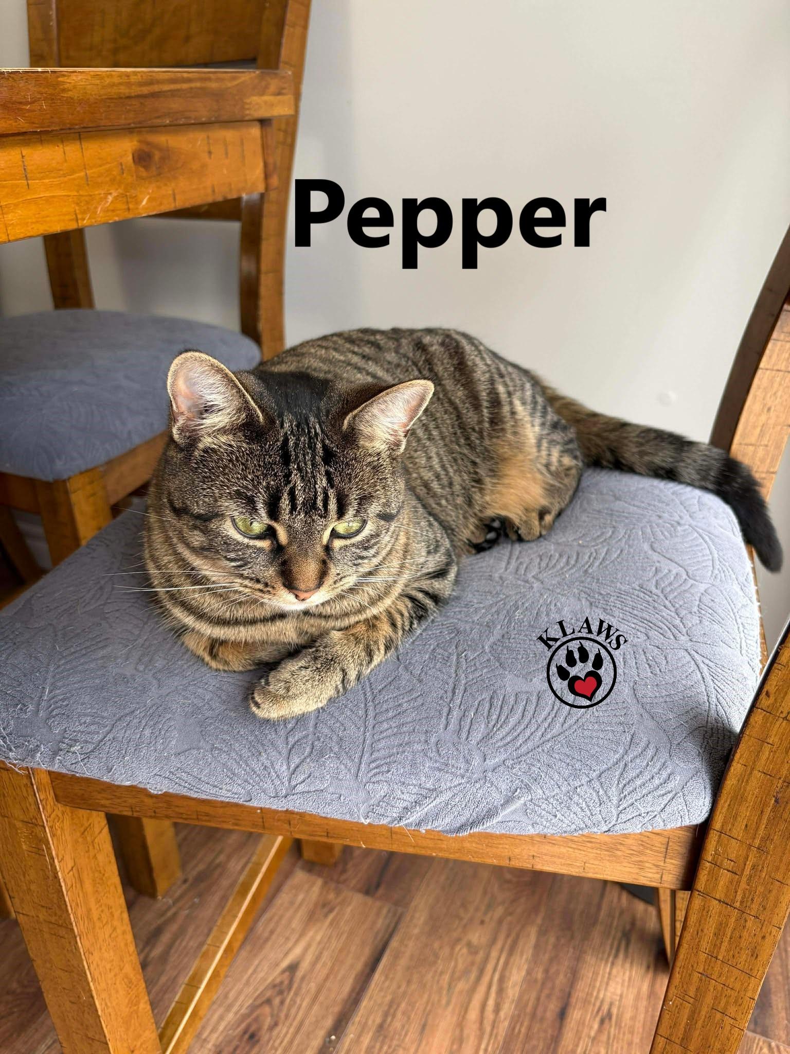 Enlarge Pepper, a Adoptable Domestic Short Hair in Lindsay, ON image 2/6