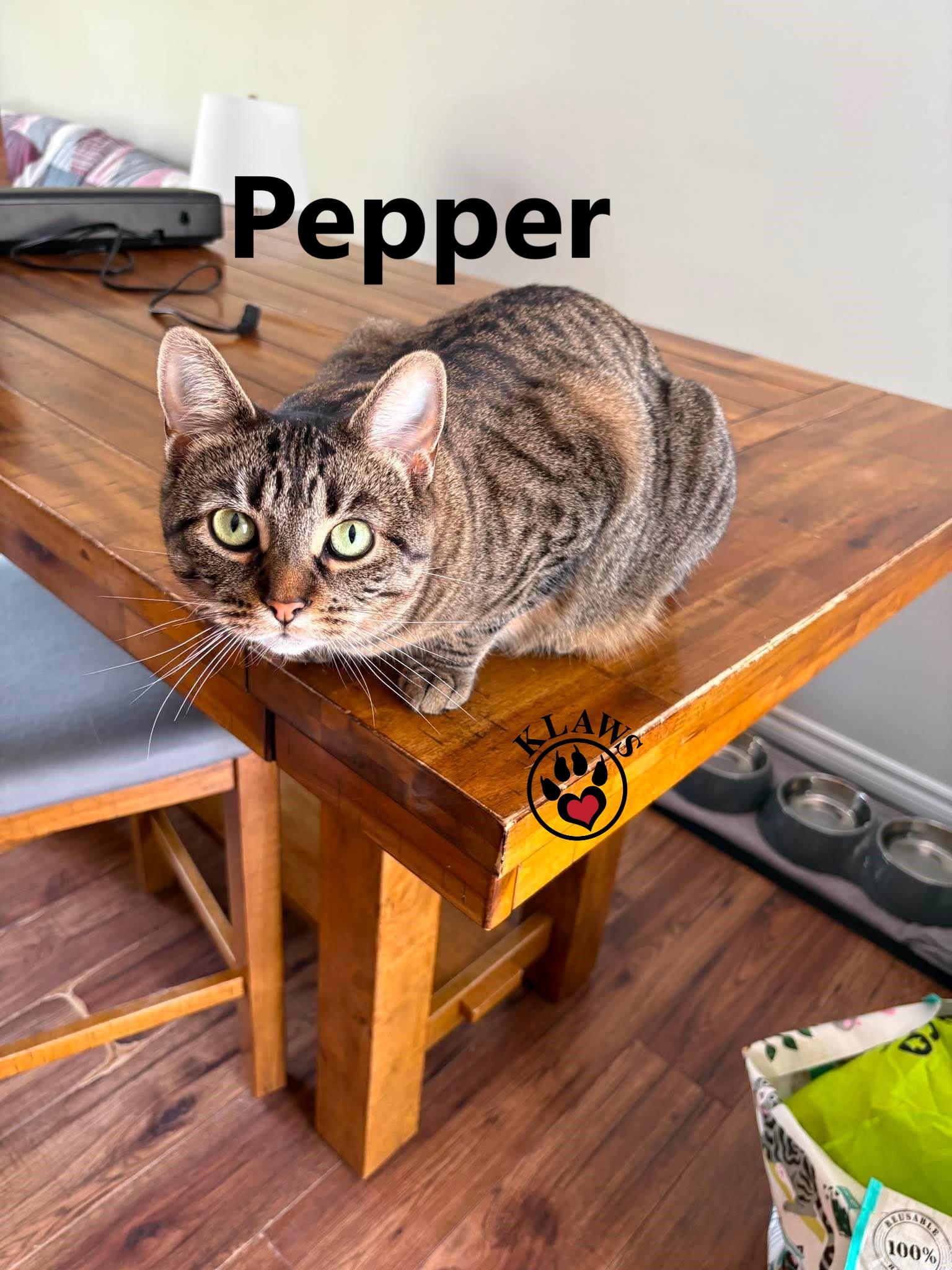 Enlarge Pepper, a Adoptable Domestic Short Hair in Lindsay, ON image 3/6