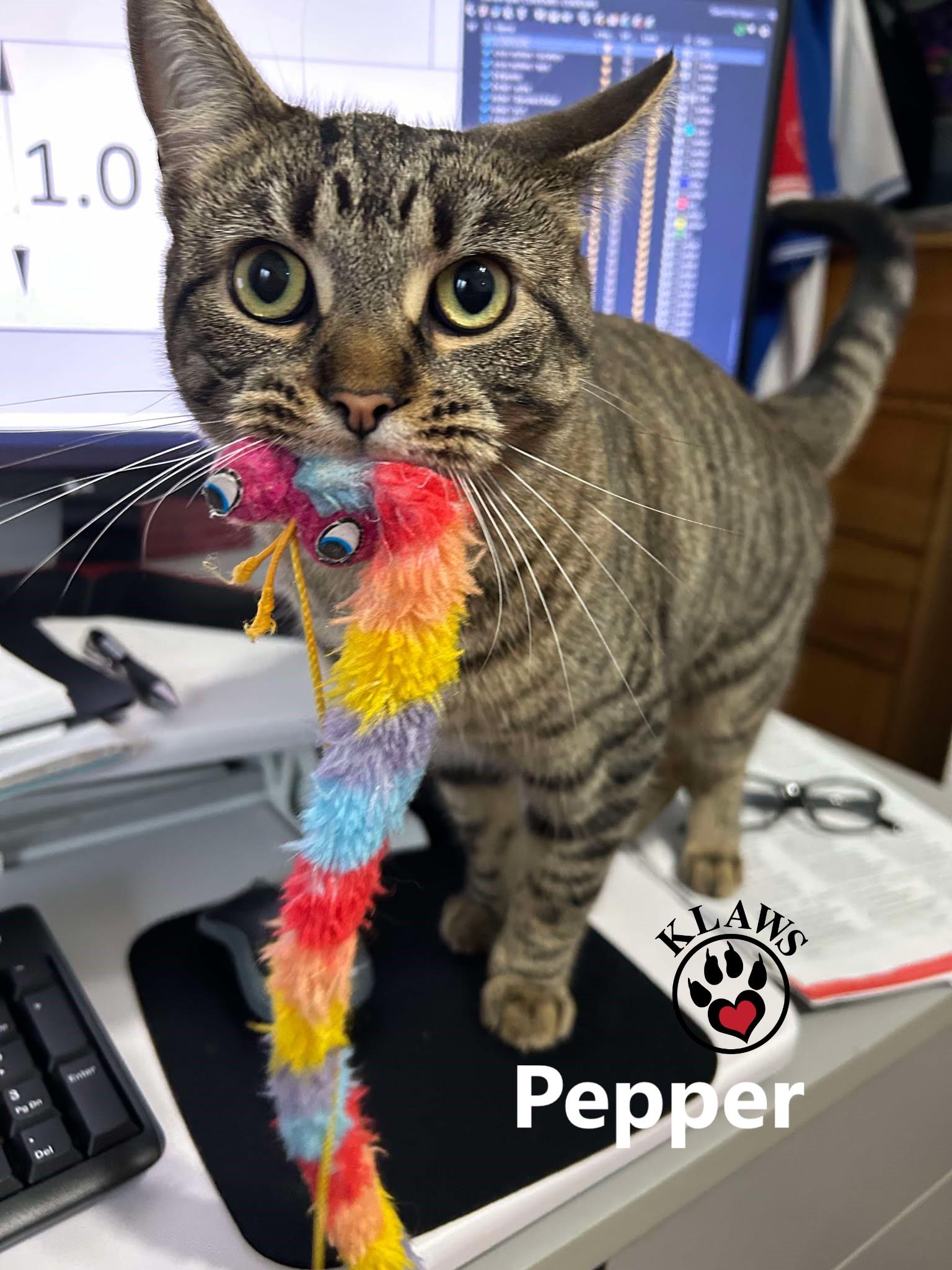 Enlarge Pepper, a Adoptable Domestic Short Hair in Lindsay, ON image 2/6