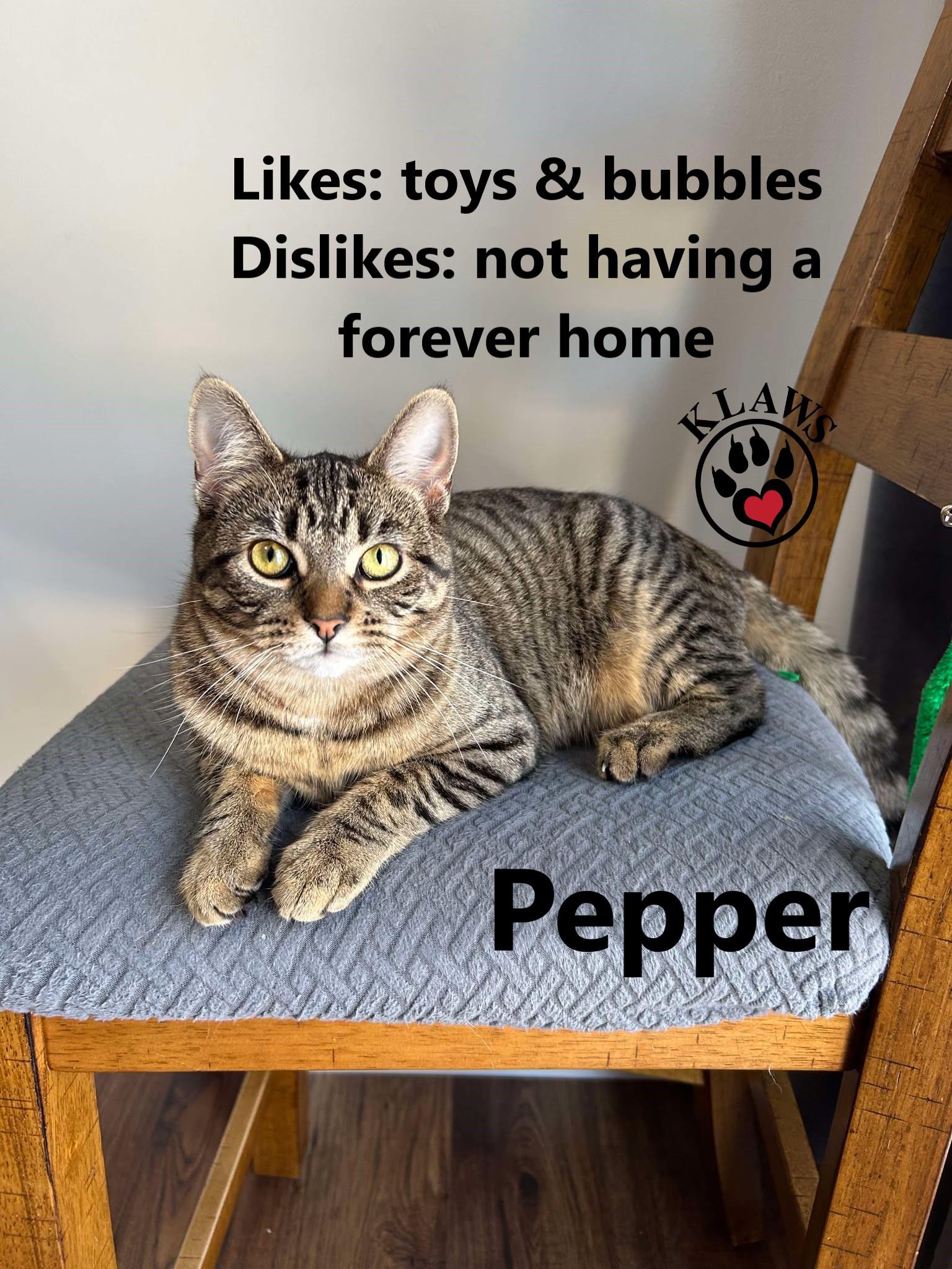 Enlarge Pepper, a Adoptable Domestic Short Hair in Lindsay, ON image 4/6
