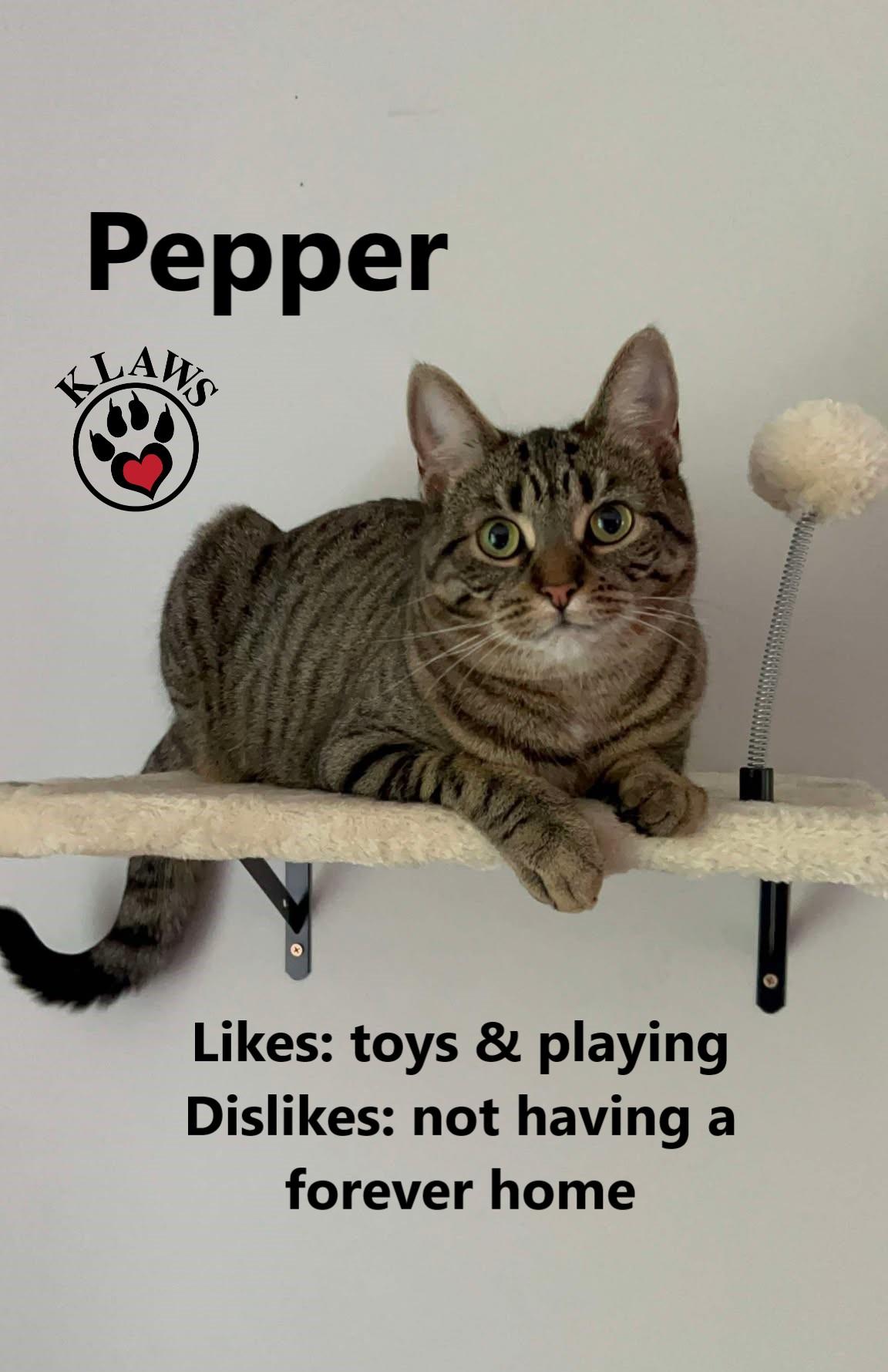 Enlarge Pepper, a Adoptable Domestic Short Hair in Lindsay, ON image 1/6