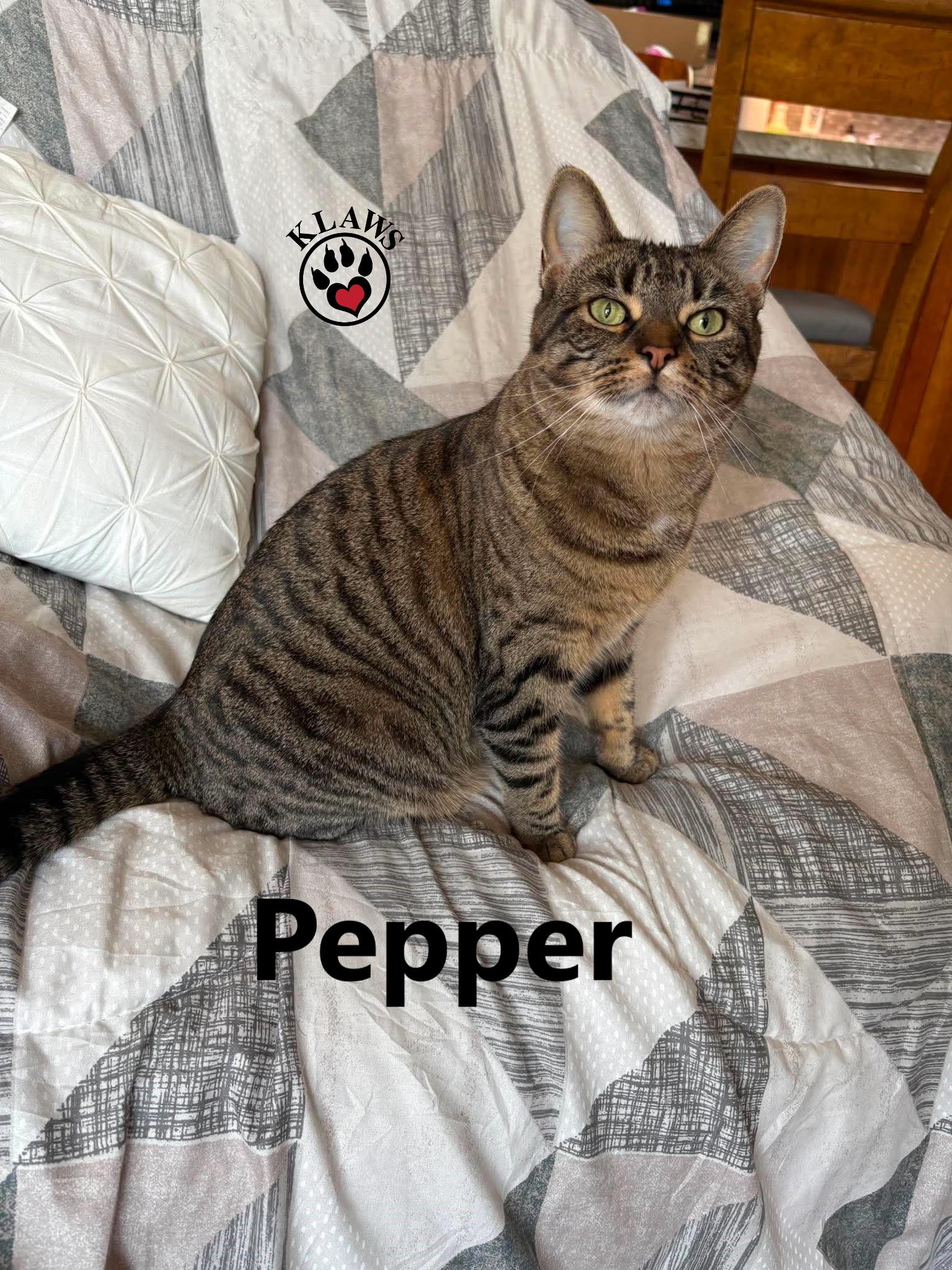 Enlarge Pepper, a Adoptable Domestic Short Hair in Lindsay, ON image 2/6