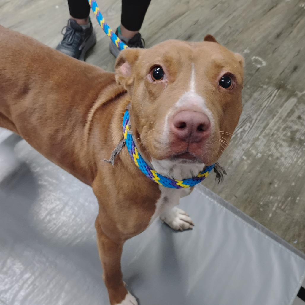 Francie, a Adoptable Mixed Breed image 1/3