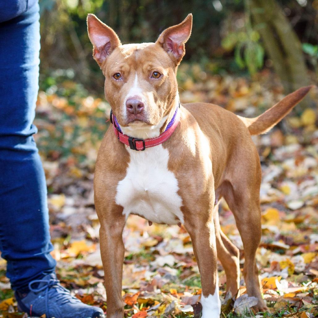 Francie, a Adoptable Mixed Breed image 3/3