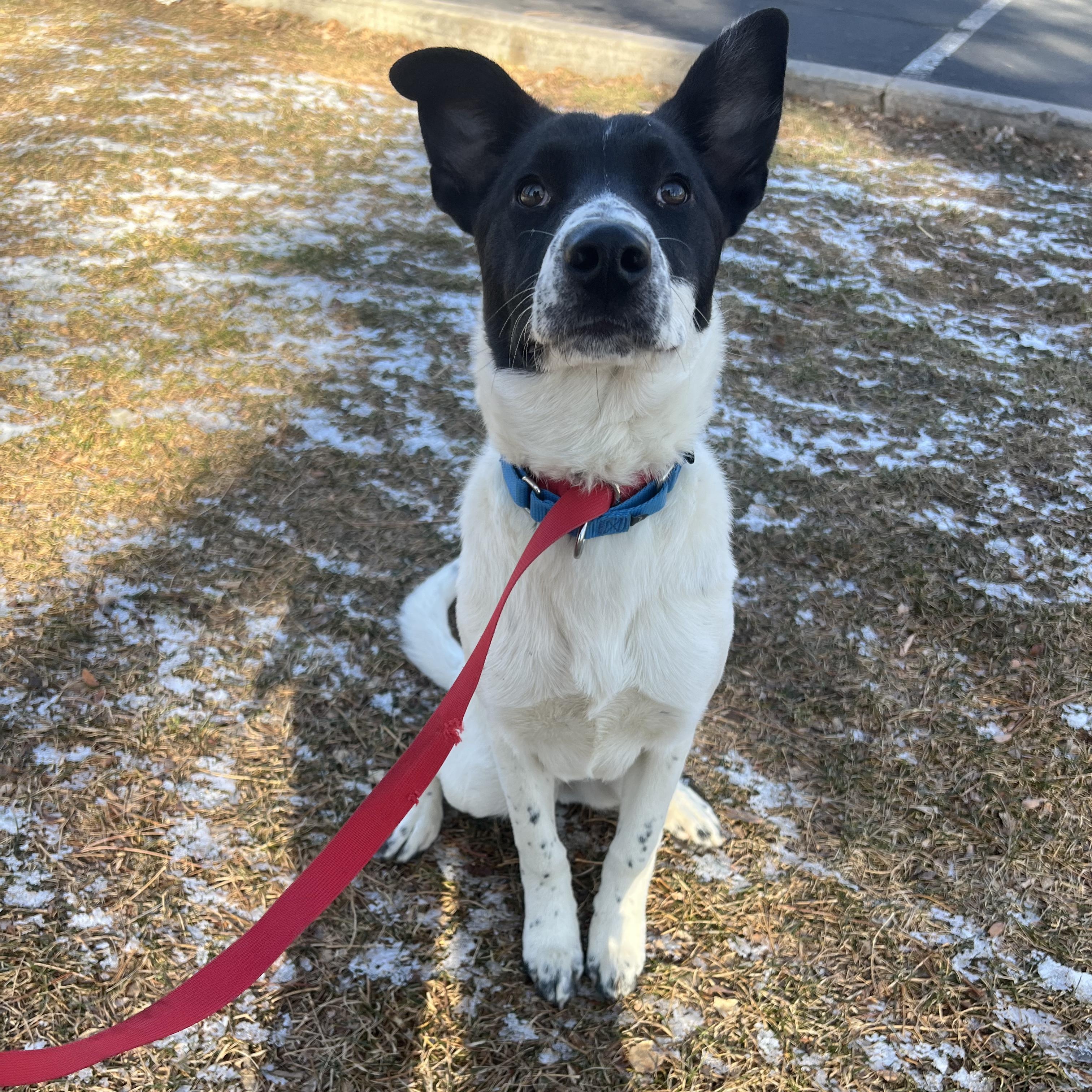 Charlie, Adoptable, Young Male Border Collie & Australian Cattle Dog / Blue Heeler.